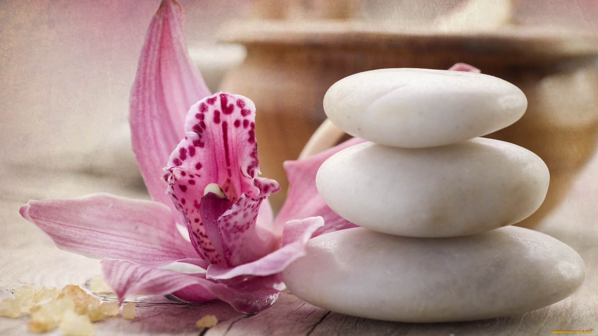 разное, ракушки, , кораллы, , декоративные, и, spa-камни, орхидея