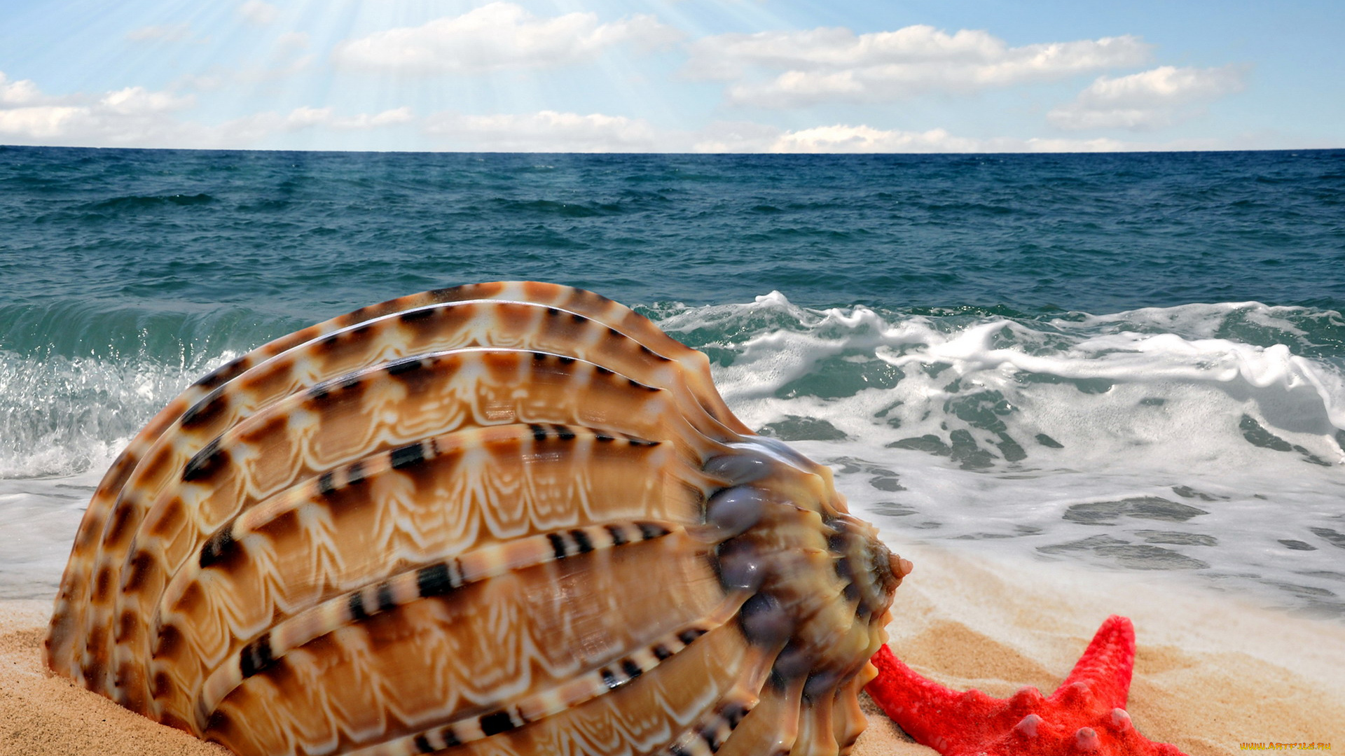 разное, ракушки, , кораллы, , декоративные, и, spa-камни, морская, звезда, раковина, песок, море