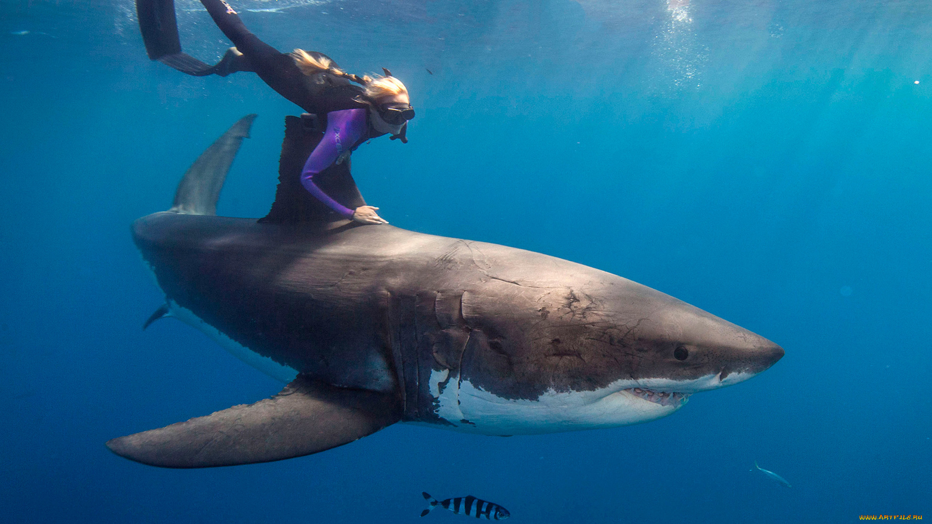 shark, животные, акулы, хищник, акула, рыбы, море