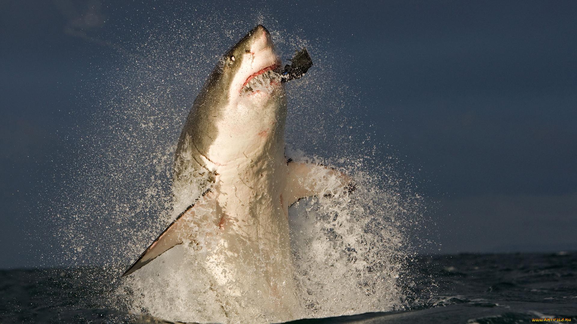 shark, животные, акулы, море, рыбы, хищник, акула