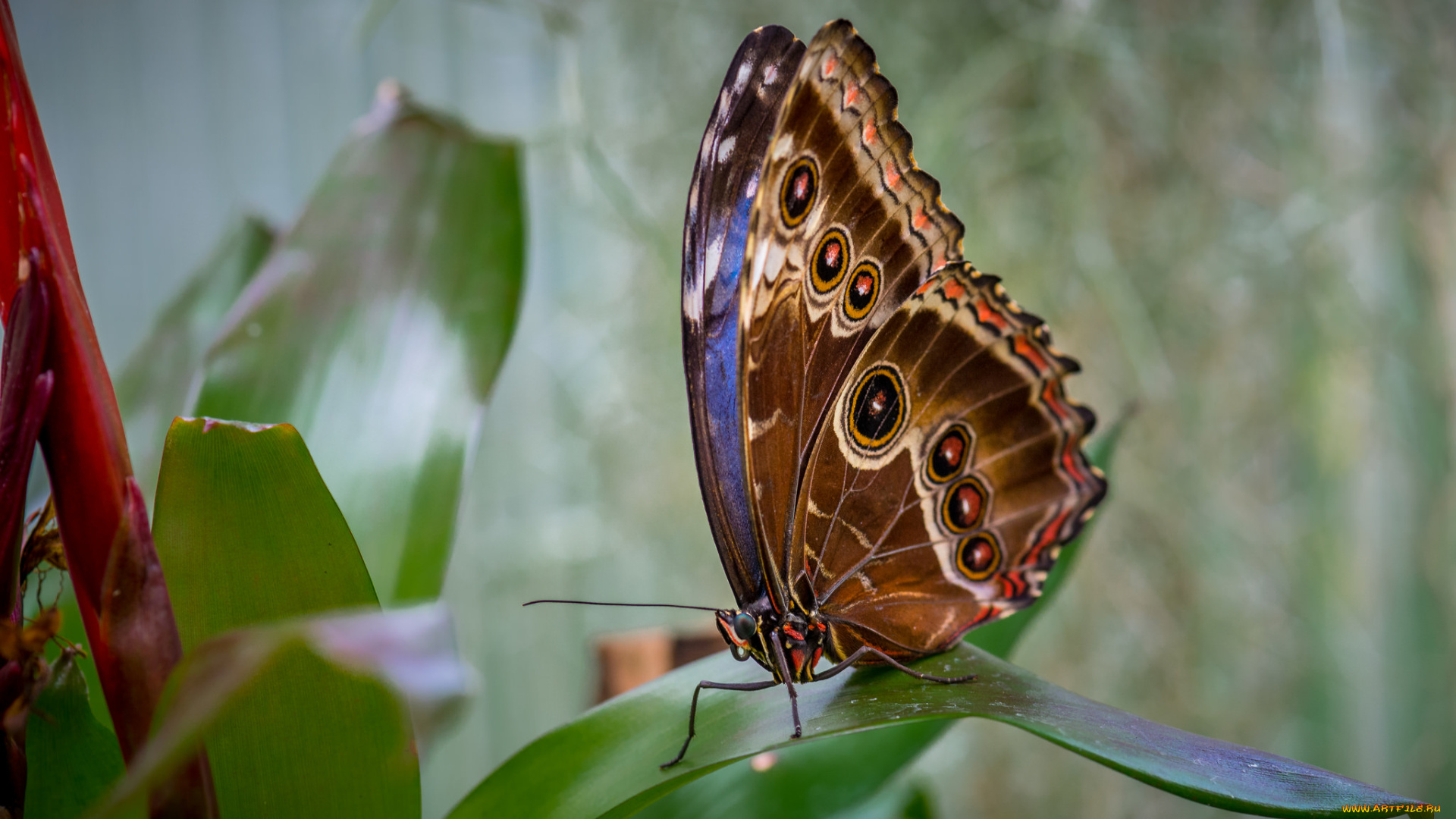 животные, бабочки, , мотыльки, , моли, бабочка