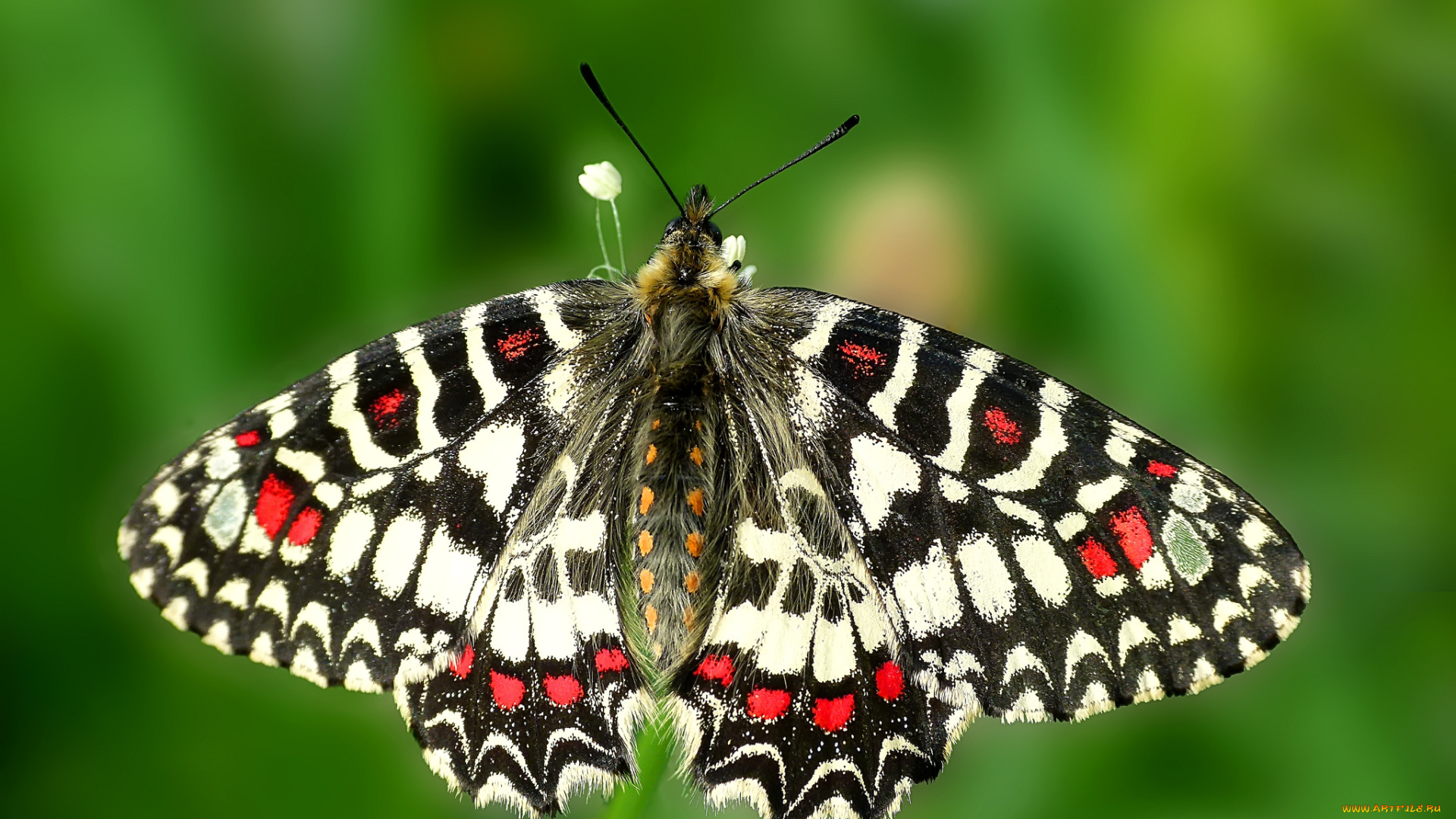 животные, бабочки, , мотыльки, , моли, бабочка