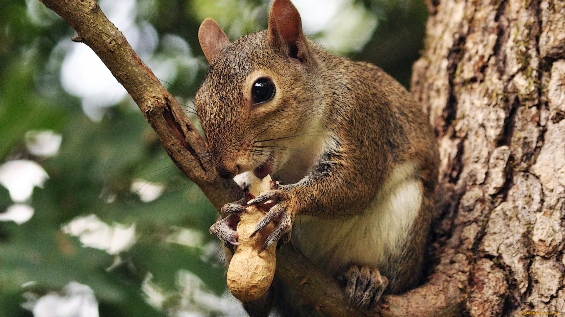 животные, белки, орех, листва, дерево, белка