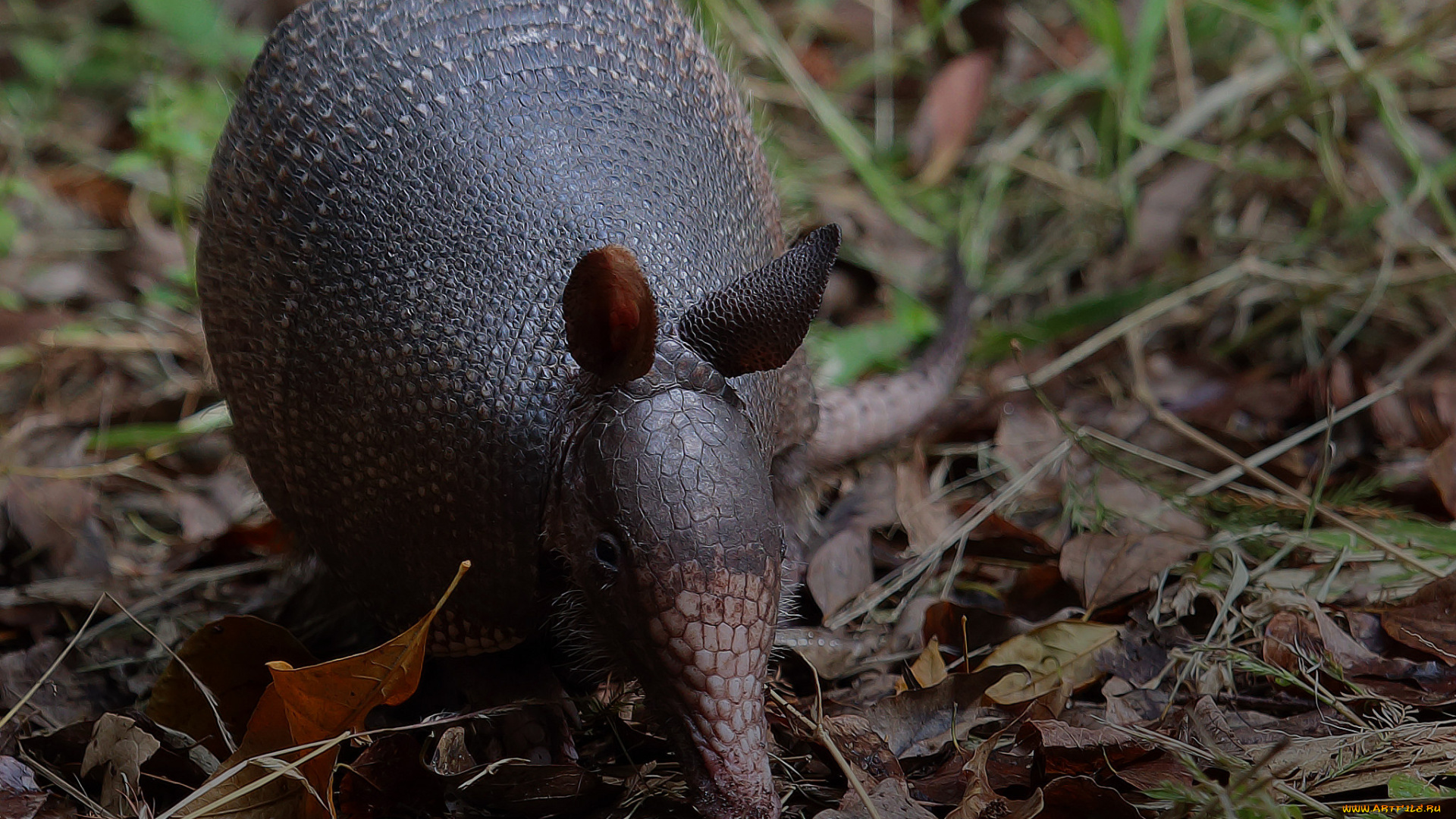 животные, броненосцы, броненосец