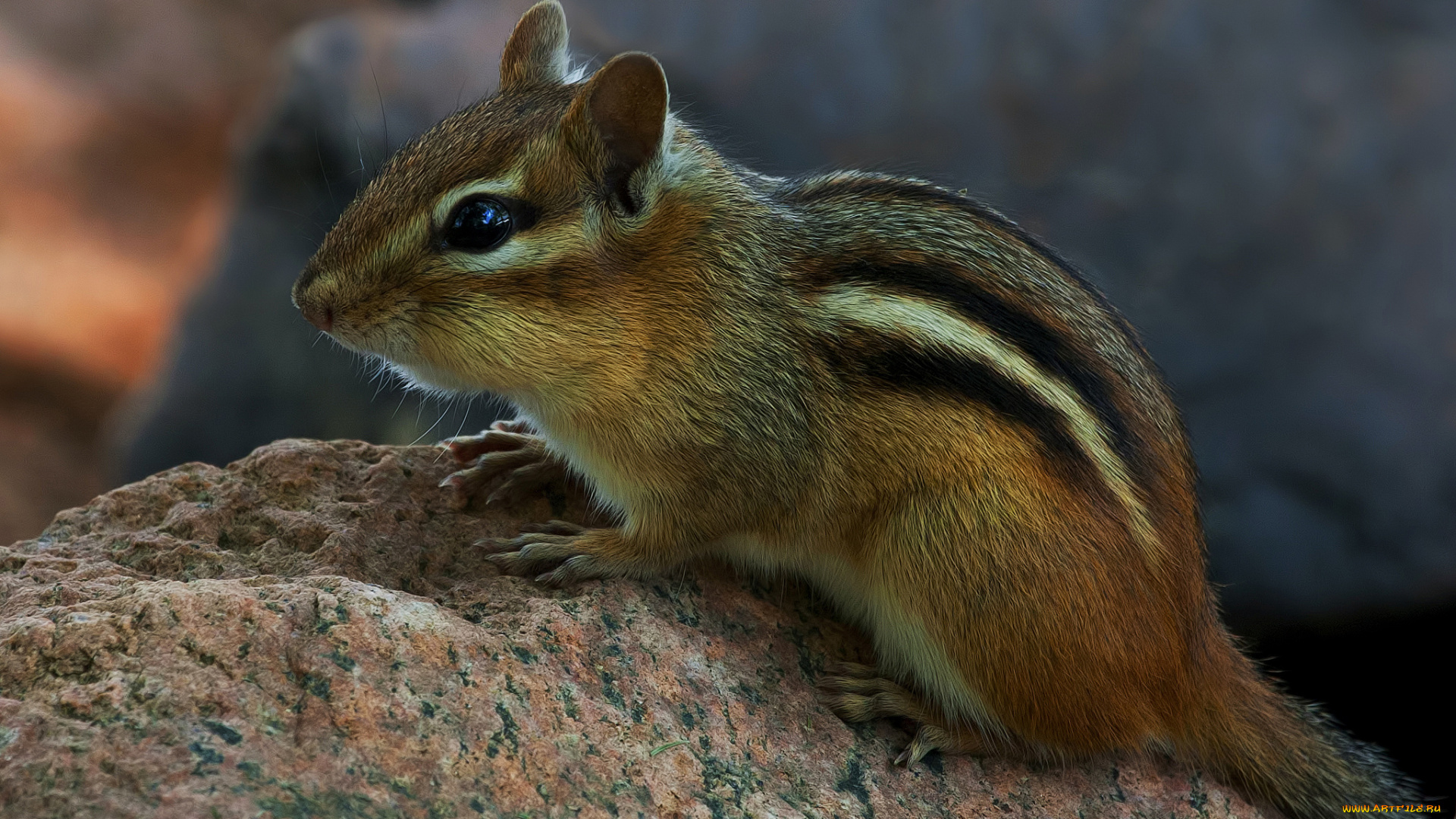 животные, бурундуки, бурундучок