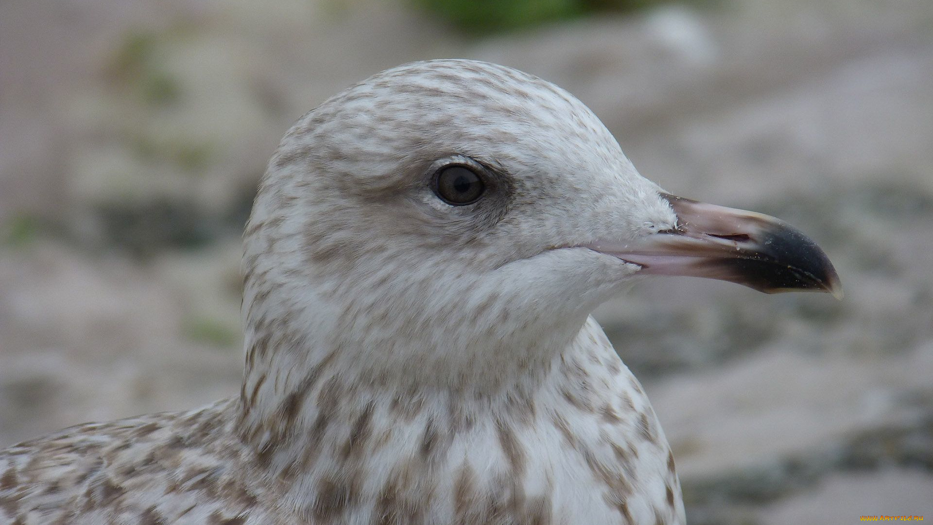 животные, Чайки, , бакланы, , крачки, глаз, клюв