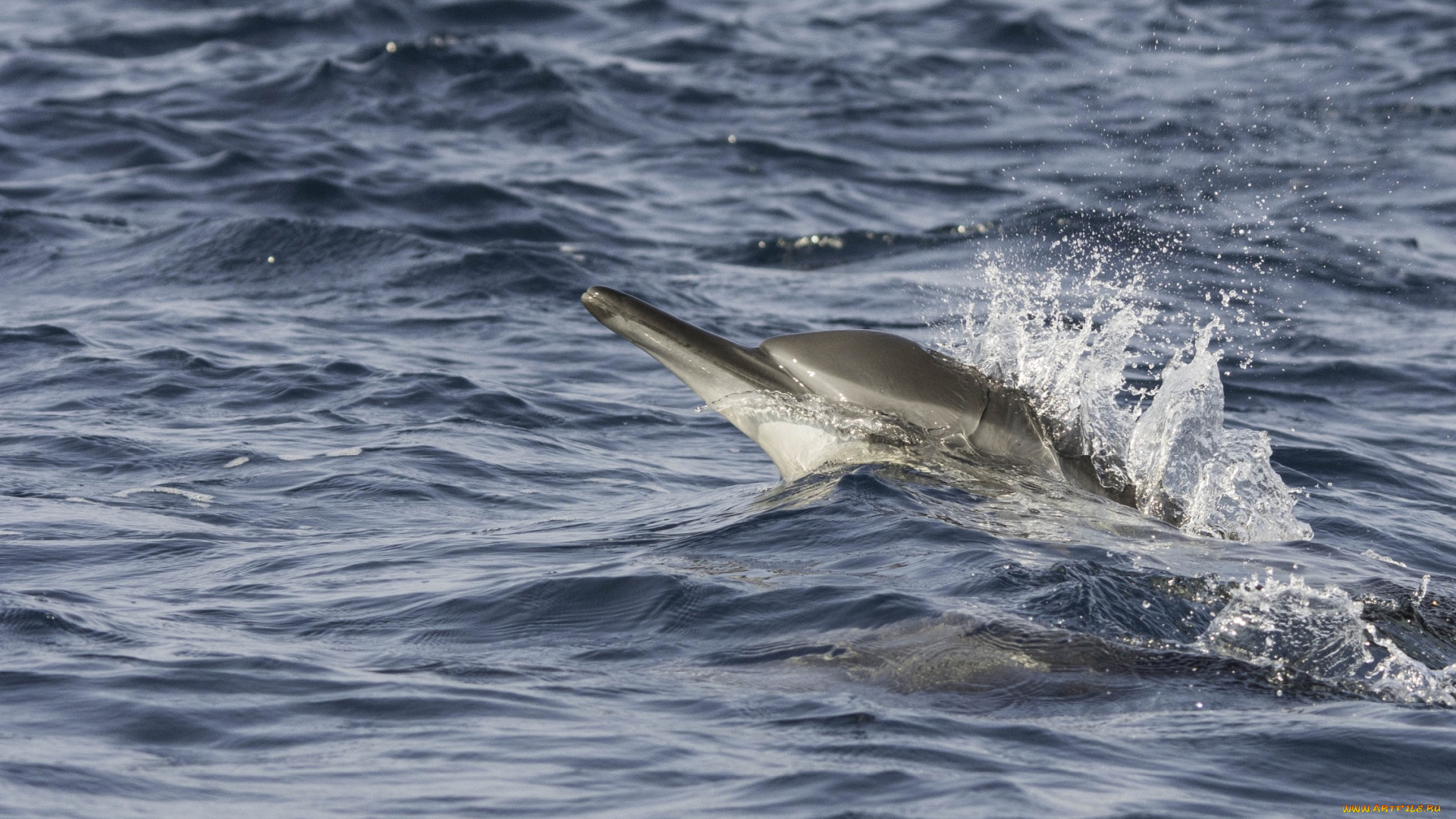животные, дельфины, брызги, движение, волны, море