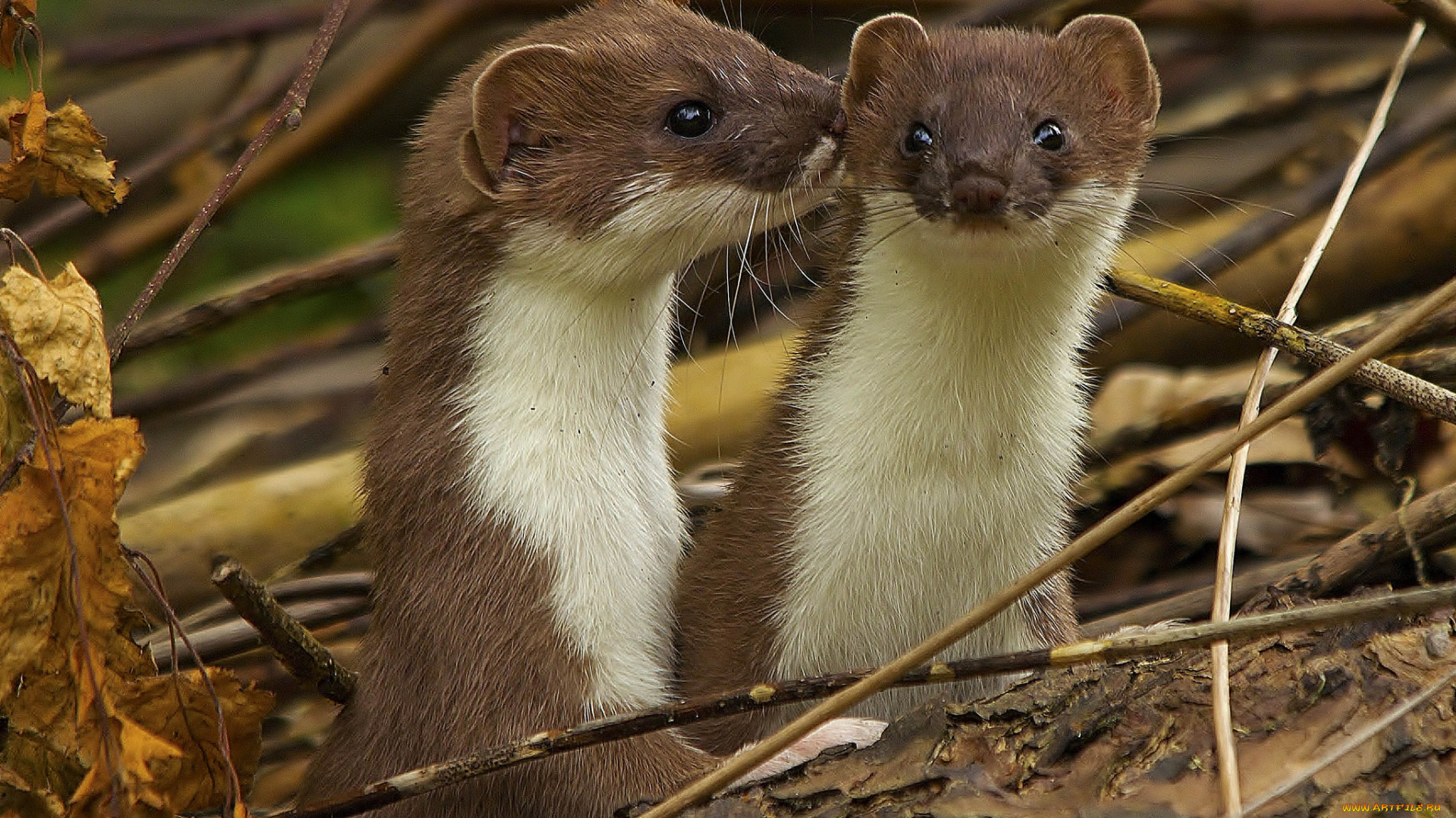 животные, хорьки, , куницы, , горностаи, , ласки, , соболи, горностай