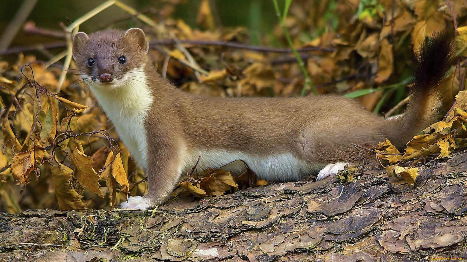 животные, хорьки, , куницы, , горностаи, , ласки, , соболи, горностай