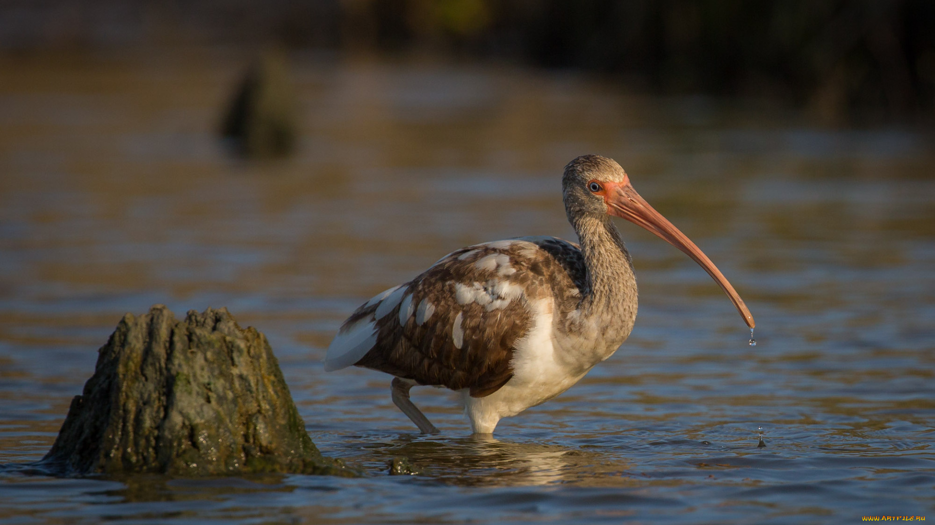 животные, ибисы, , колпицы, ибис