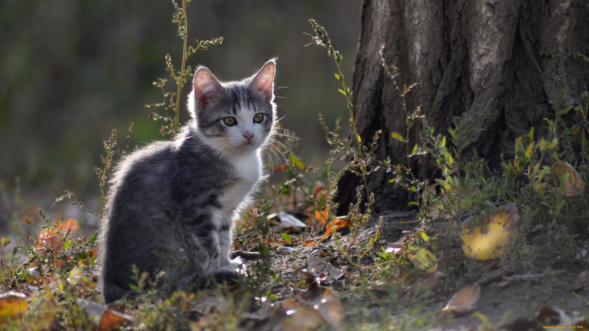 животные, коты, кошка, взгляд, природа