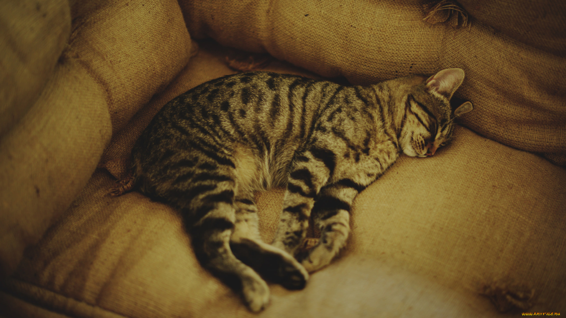 животные, коты, коте, кошка, кот, спит, киса