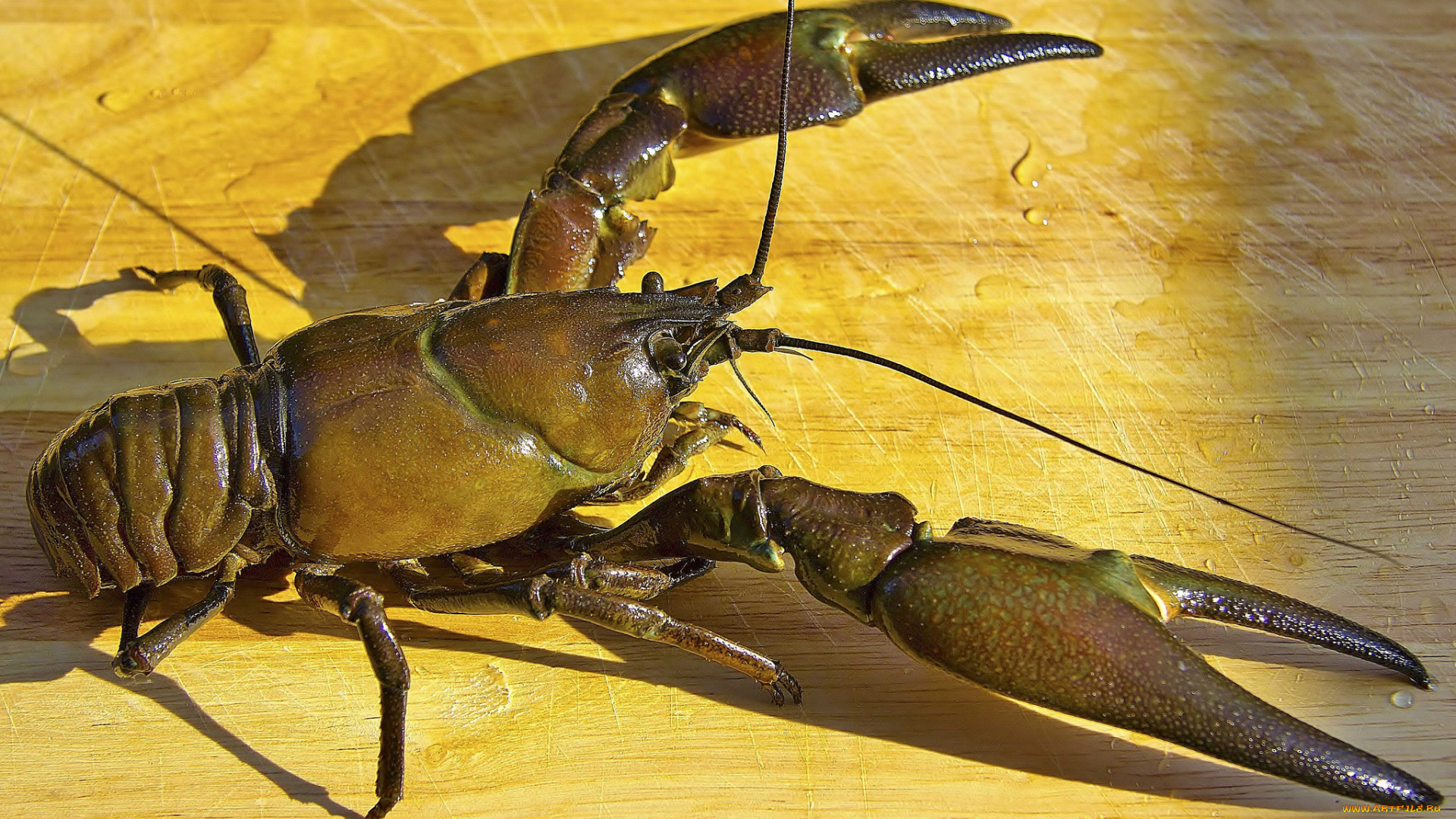 животные, крабы, , раки, клешни, рак