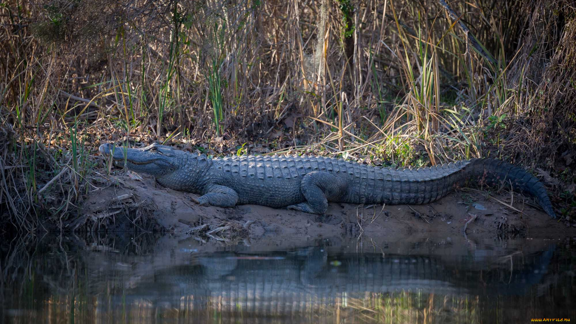 животные, крокодилы, крокодил