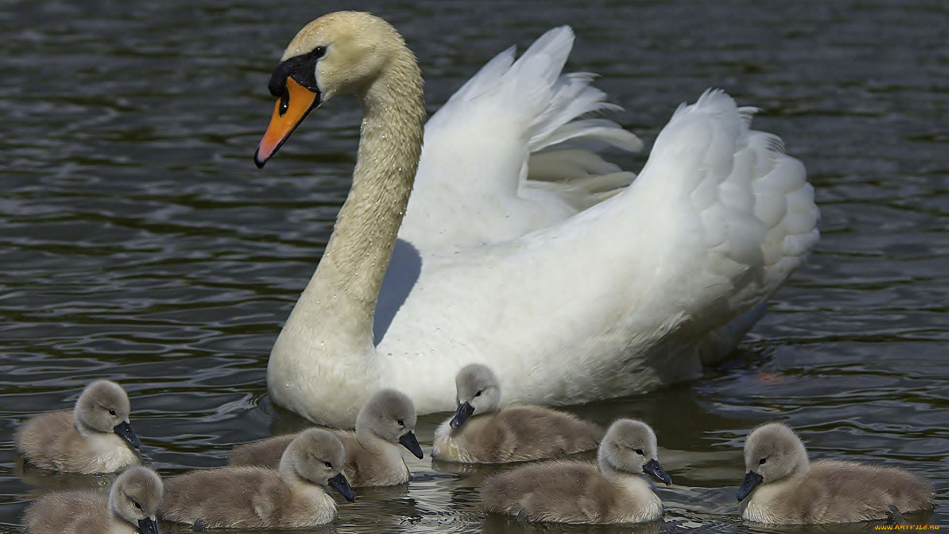 животные, лебеди, птенцы, лебедь
