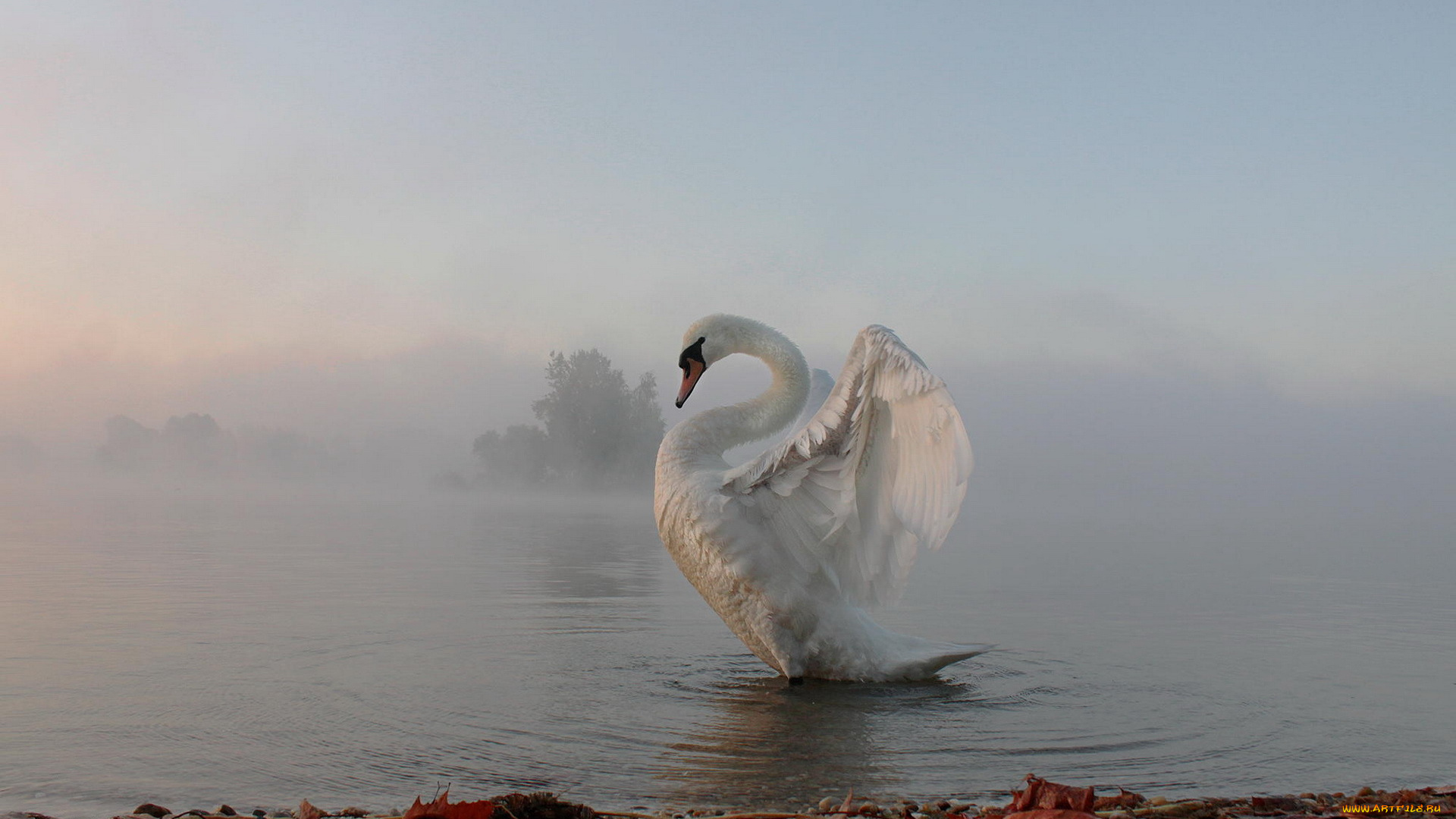 животные, лебеди, туман, утро, лебедь