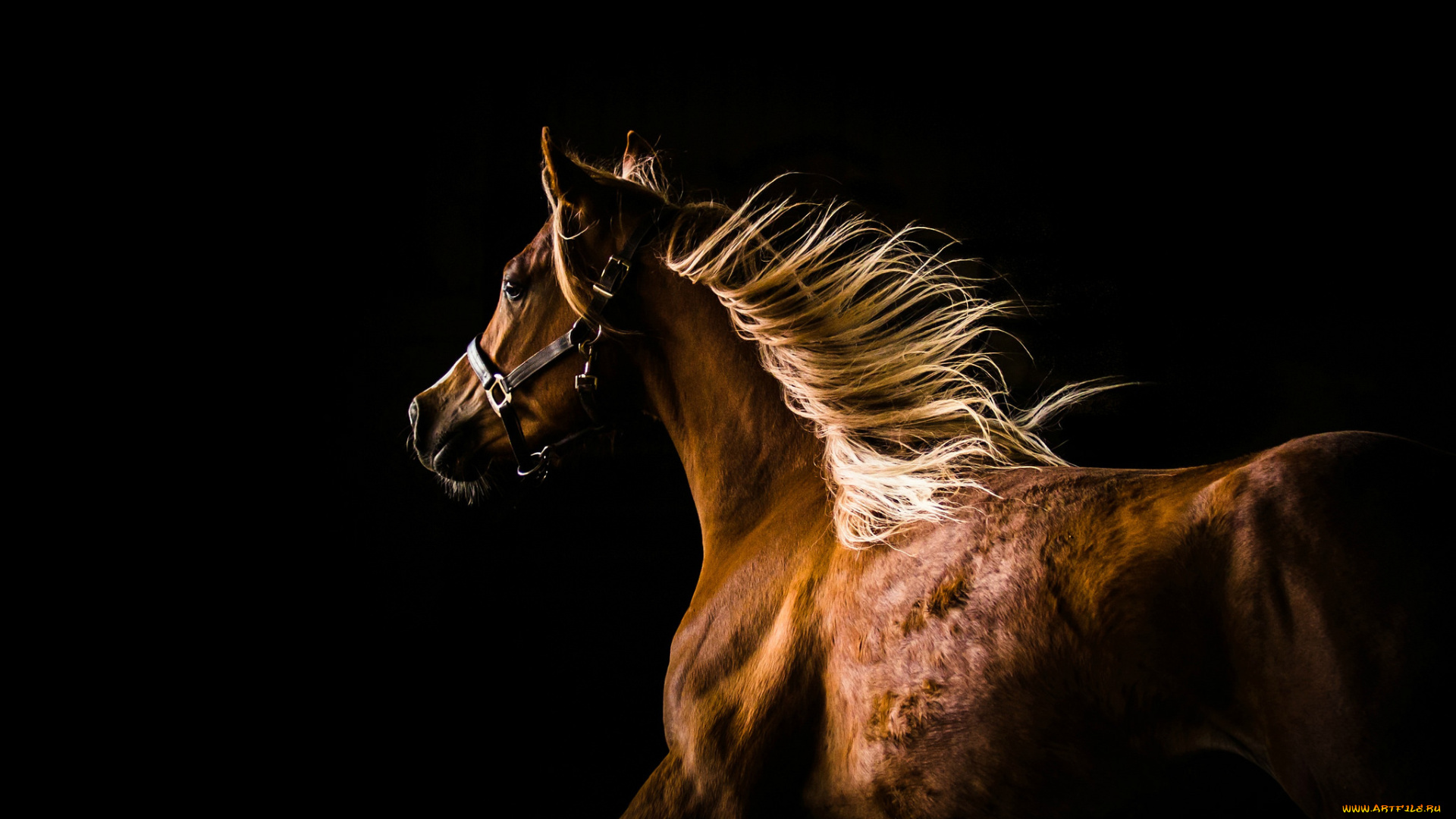 животные, лошади, конь, профиль, грива, бег