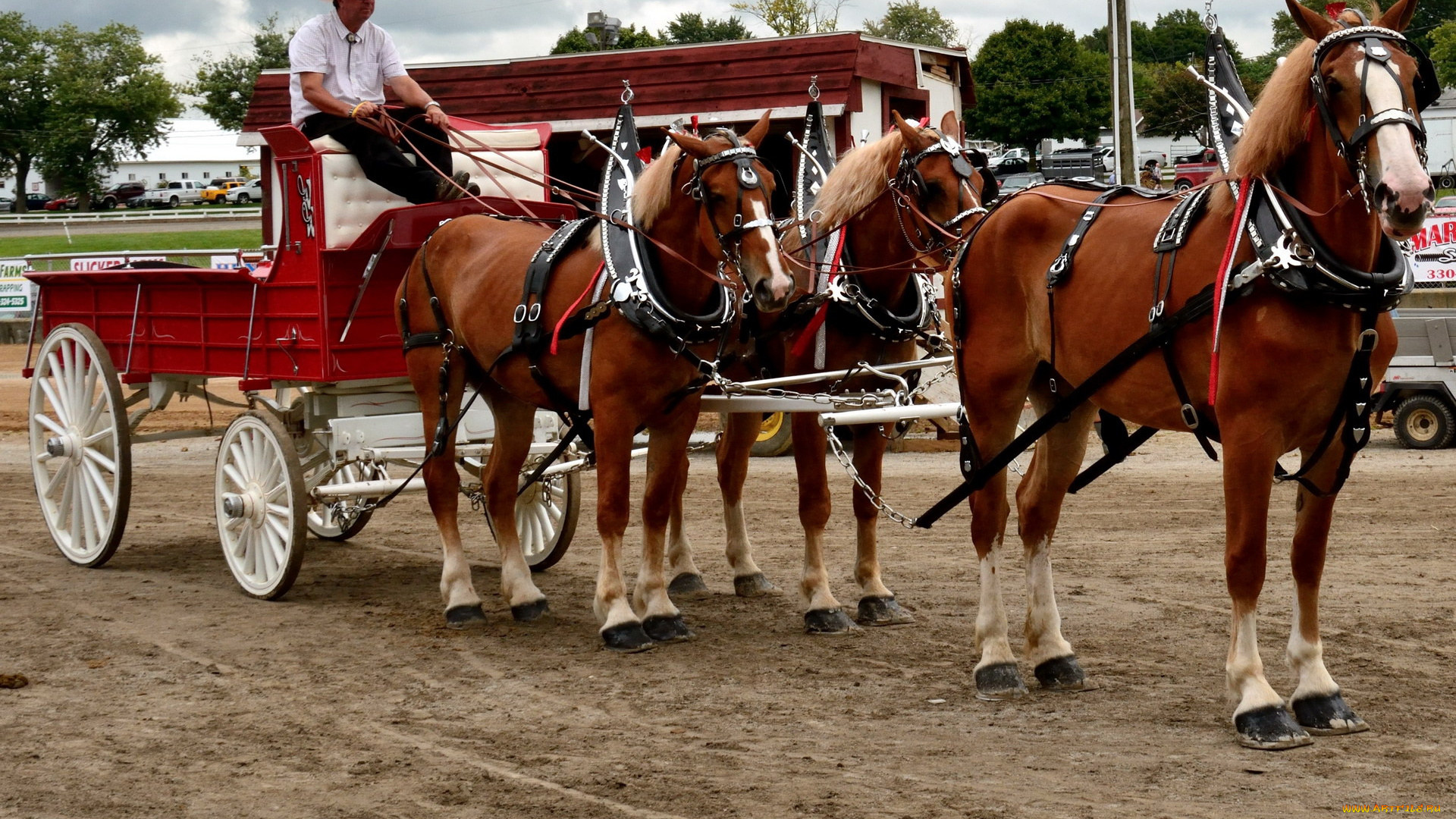 животные, лошади, тройка