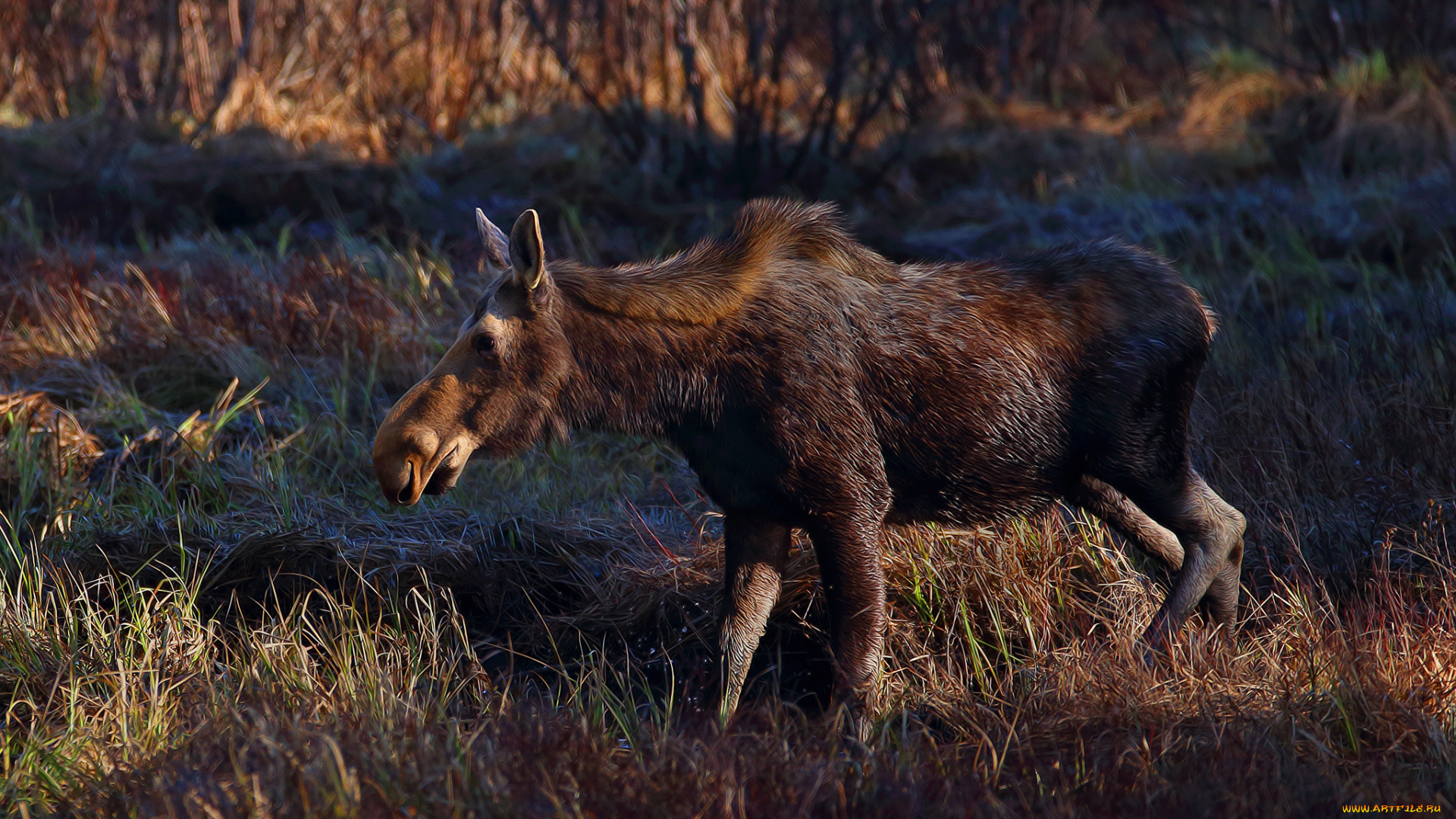животные, лоси, сохатый