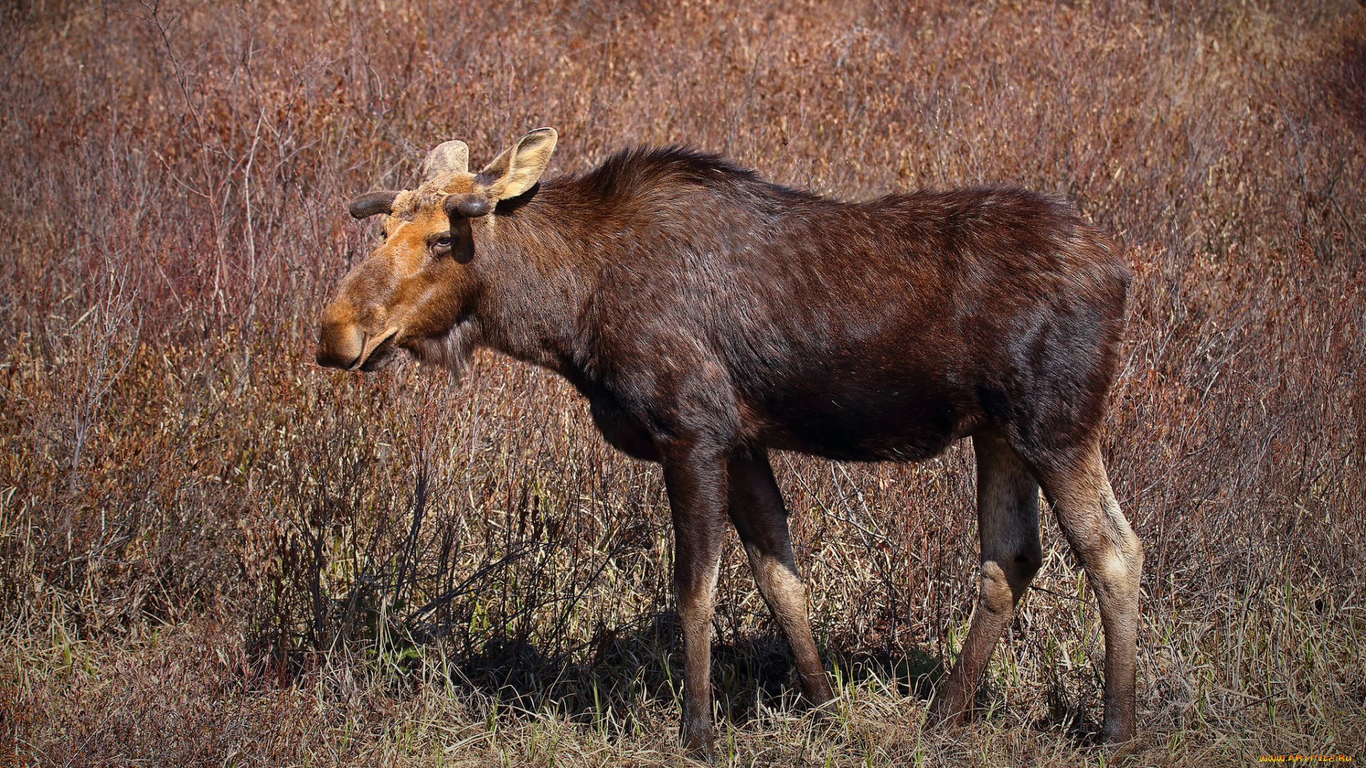 животные, лоси, сохатый
