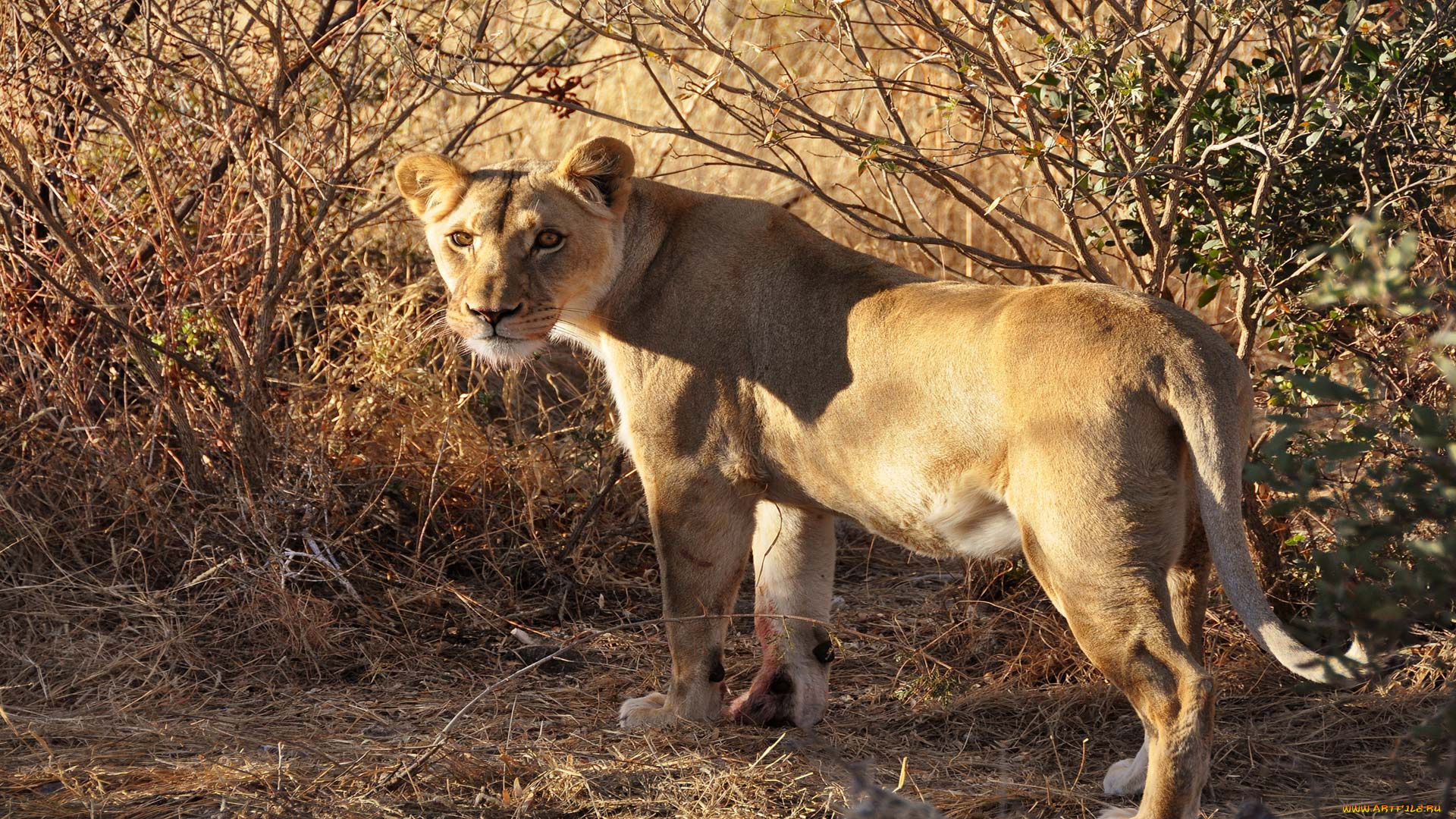 животные, львы, лев, взгляд