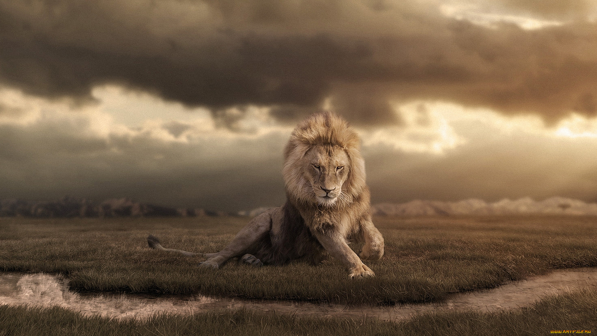 животные, львы, тучи, дикая, природа, ретушь, африка, лев