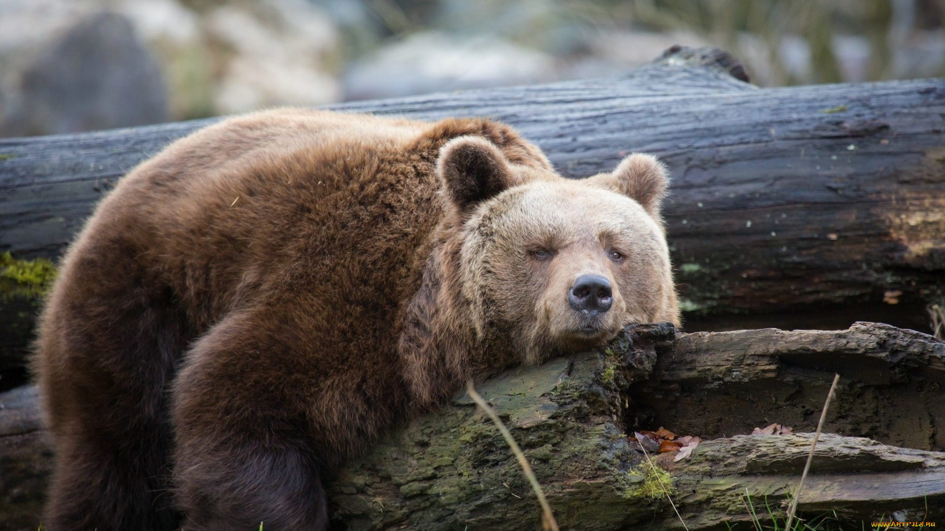 животные, медведи, отдых, бурый, медведь, трава, бревна