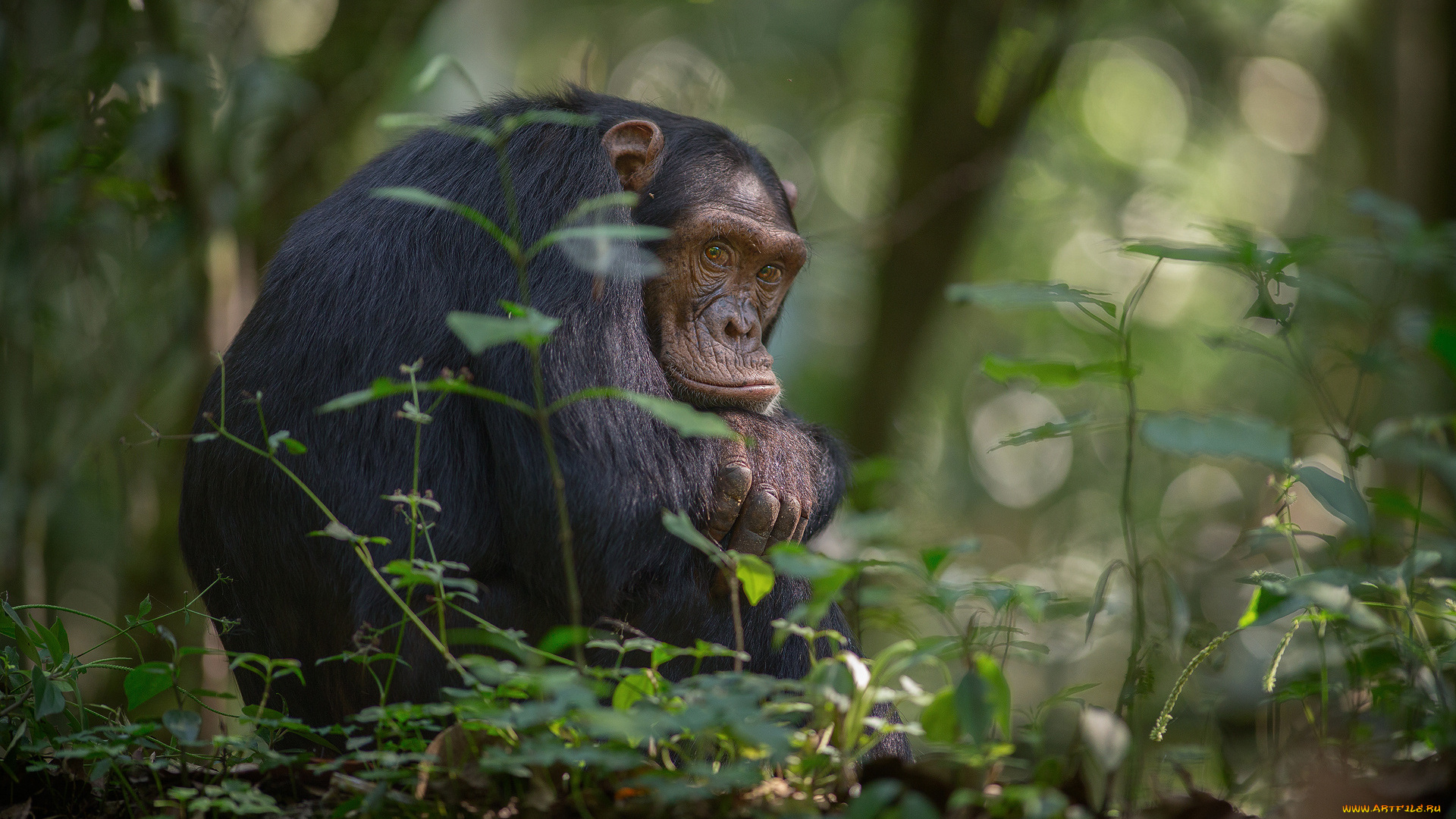 животные, обезьяны, африка, южная, уганда, национальный, парк, кибале, шимпанзе, обезьяна, джунгли, деревья, листва, боке