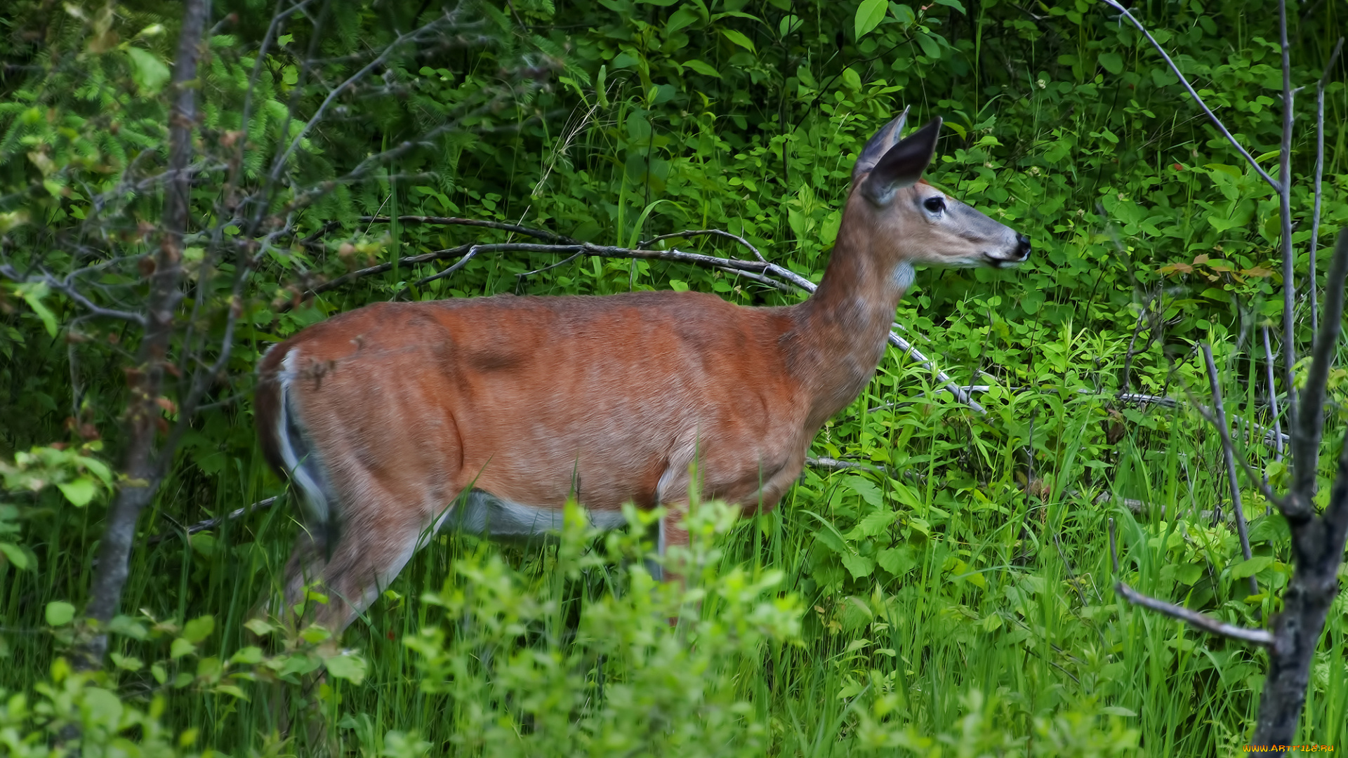 животные, олени, олениха