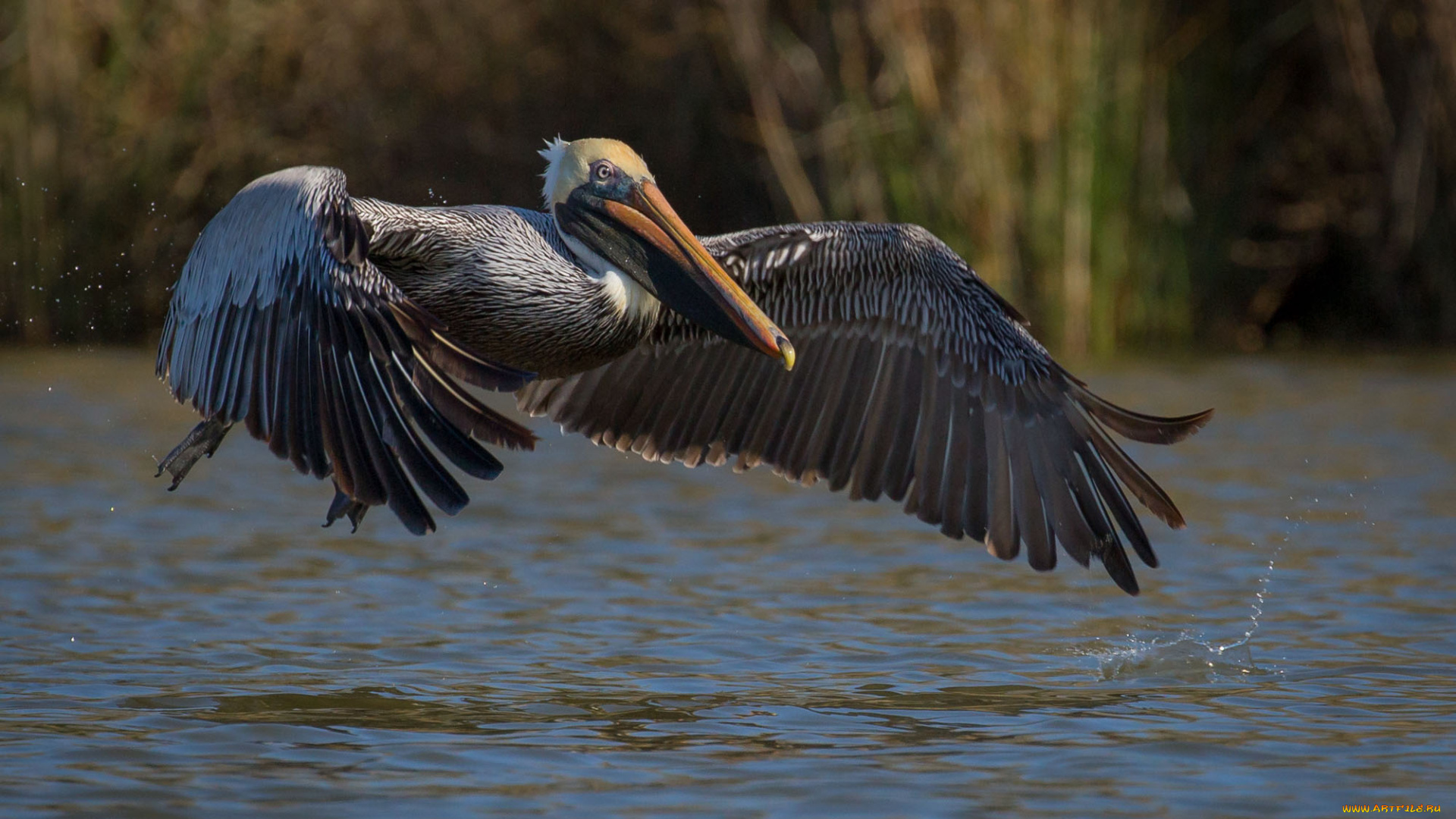 животные, пеликаны, пеликан