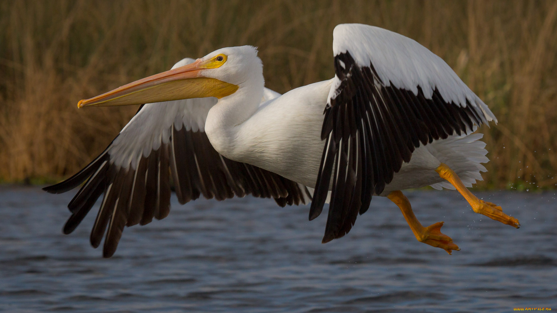животные, пеликаны, пеликан