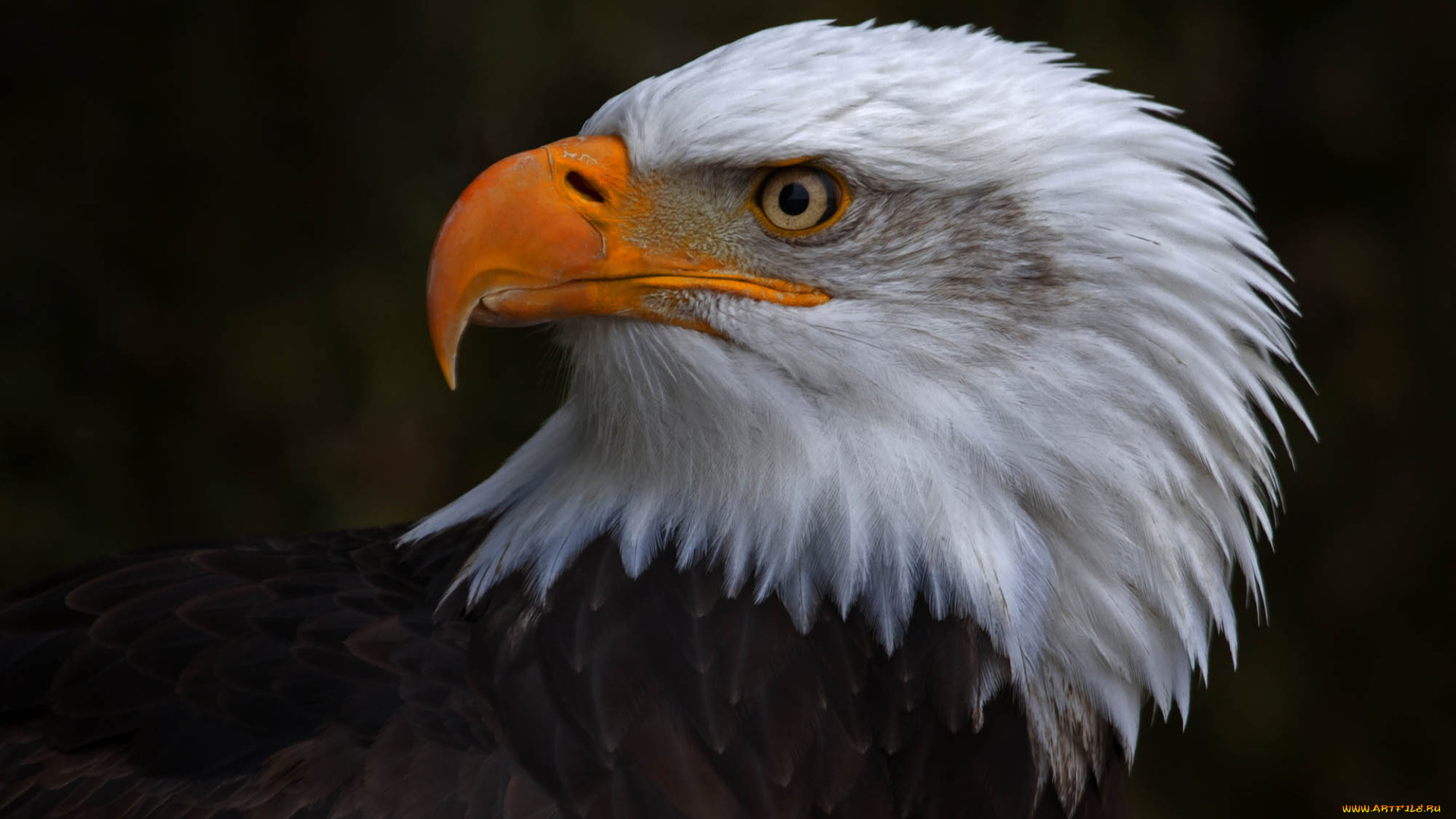 животные, птицы, -, хищники, белоголовый, орлан