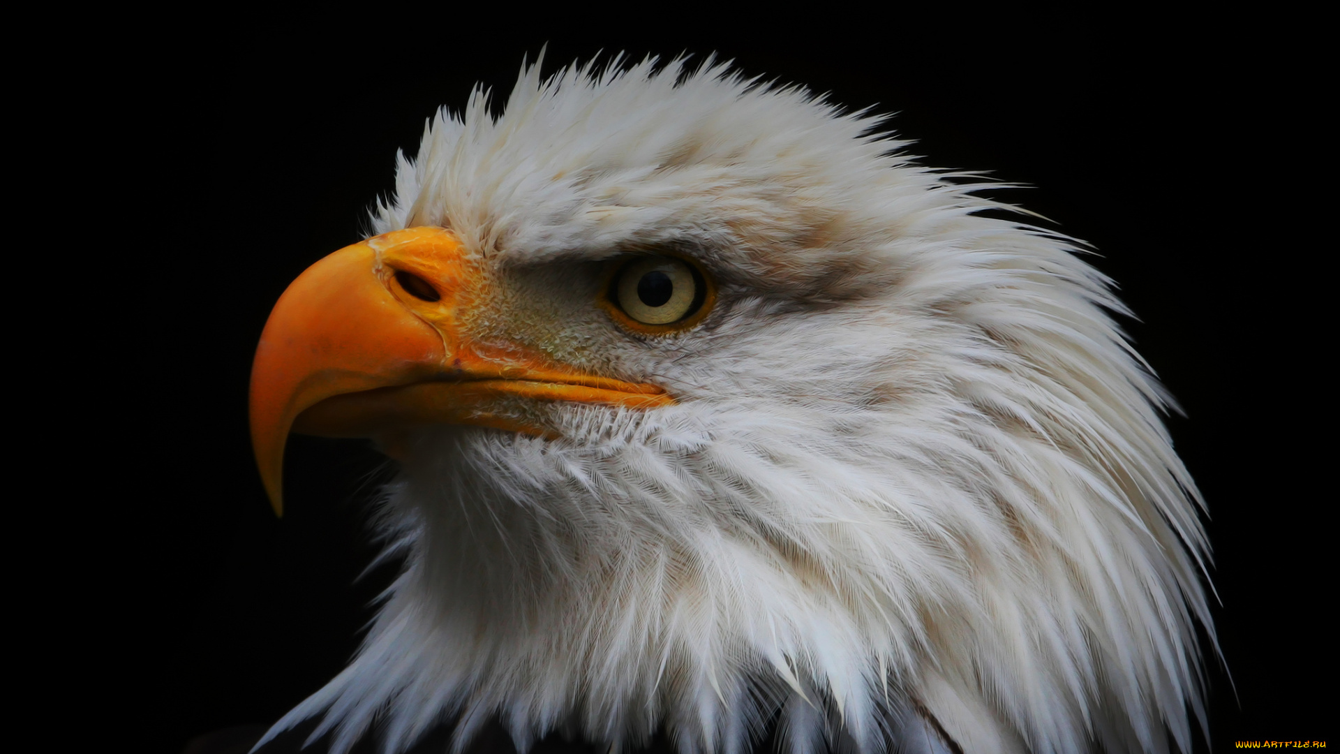 животные, птицы, -, хищники, орлан, белоголовый