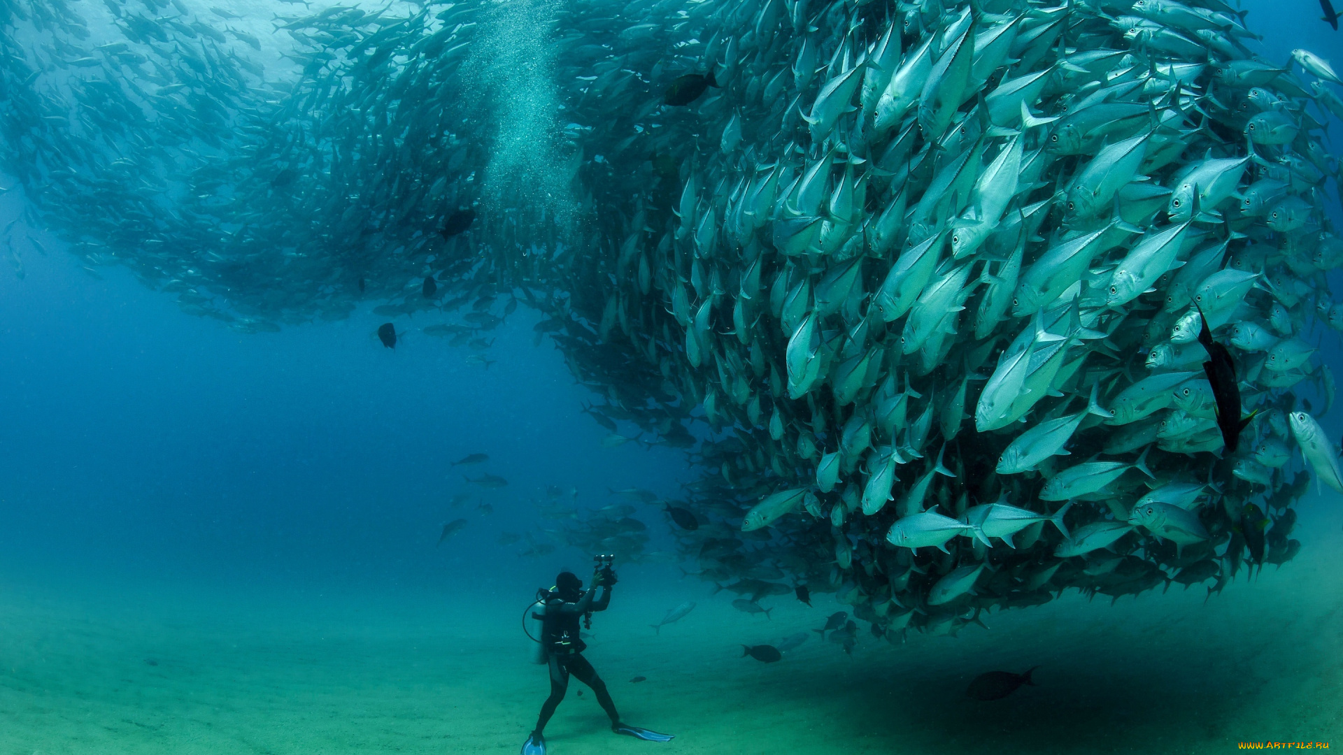 животные, рыбы, косяк, стая, аквалангист, под, водой