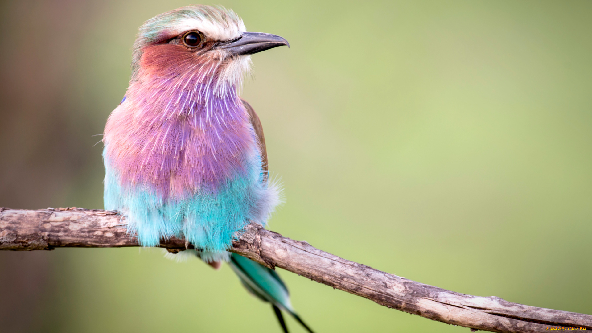 животные, сизоворонки, , ракши, ветка, фон, птица, сизоворонка