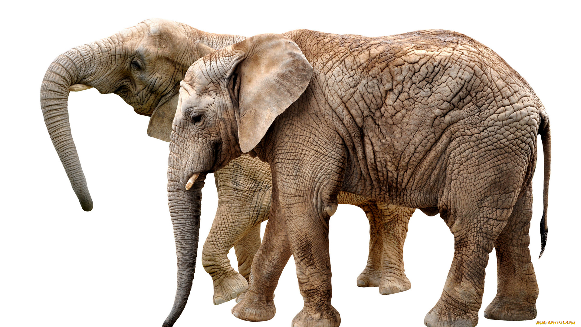 животные, слоны, двое