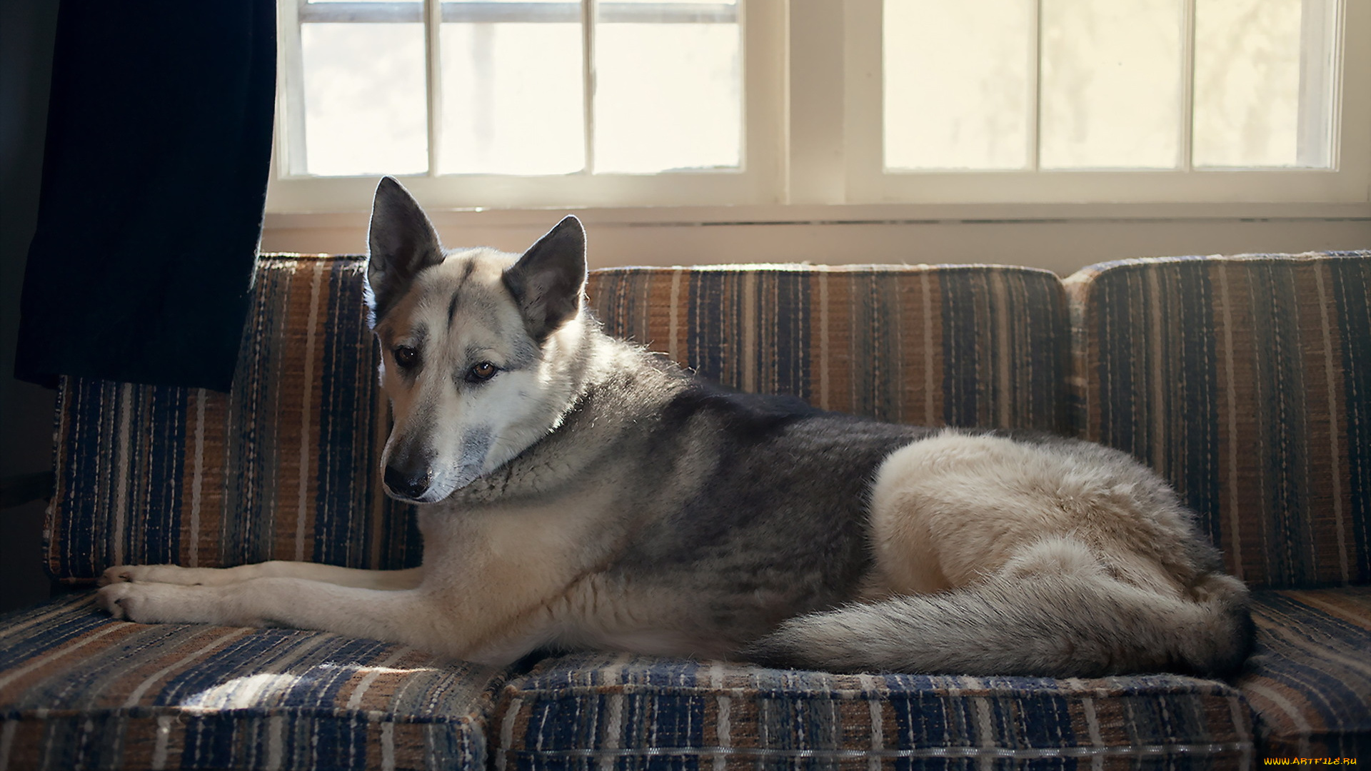 животные, собаки, друг, взгляд, собака