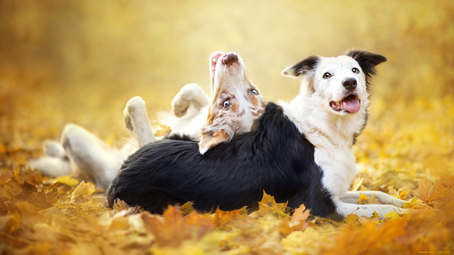 животные, собаки, фон, друзья