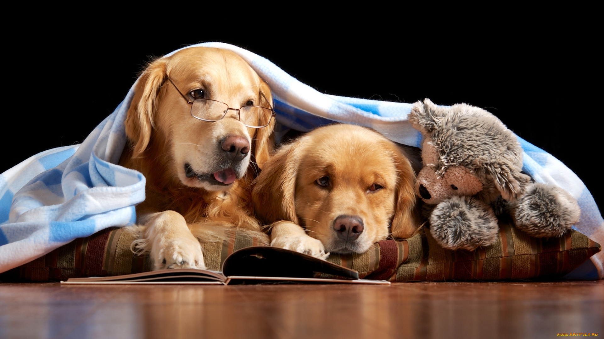 животные, собаки, игрушка, мишка, книги, чтение, читатели, очки, одеяло, пара, ретриверы