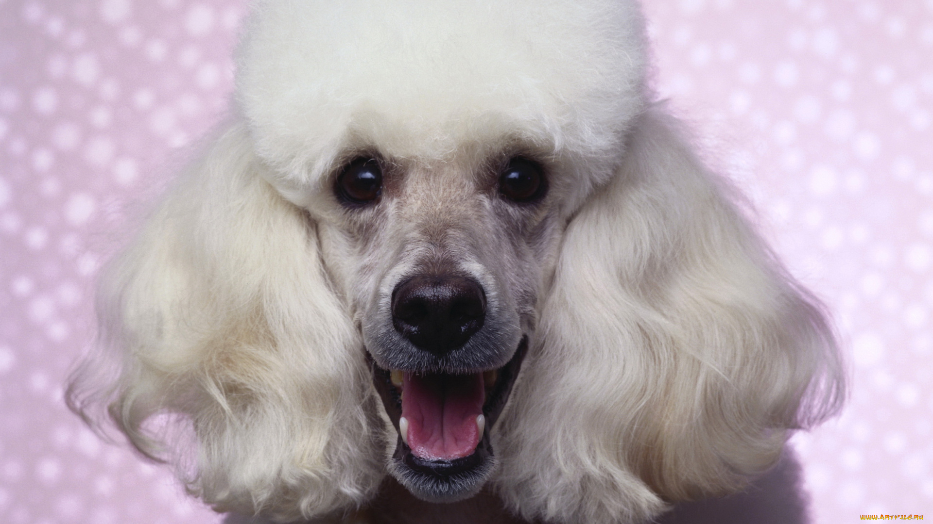 животные, собаки, пудель, собака, взгляд