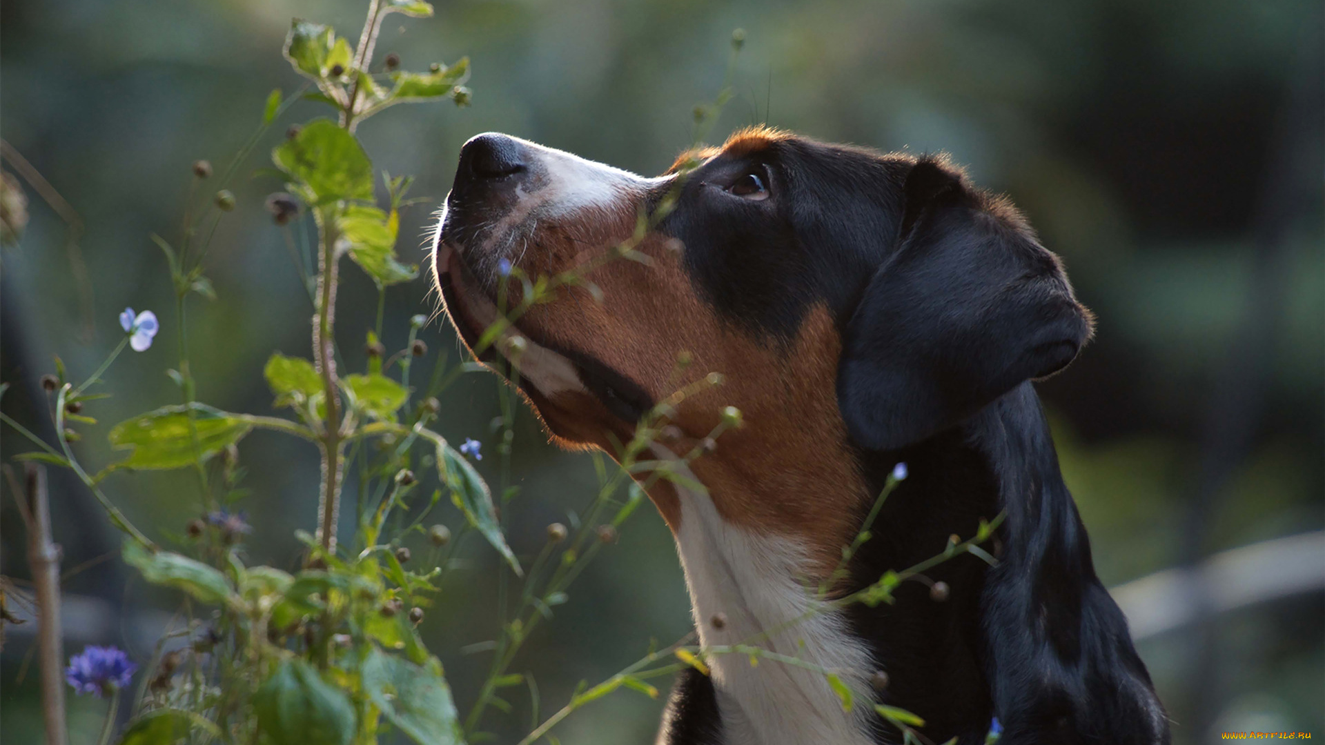 животные, собаки, растение, взгляд, природа, зенненхунд, морда