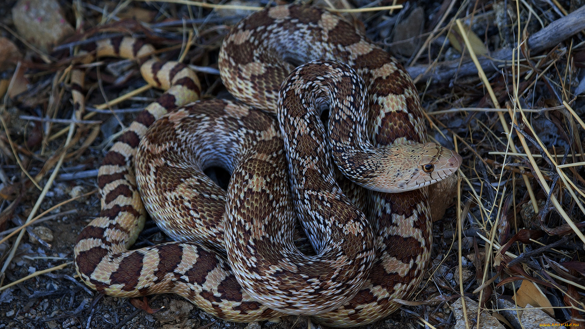 животные, змеи, , питоны, , кобры, змея