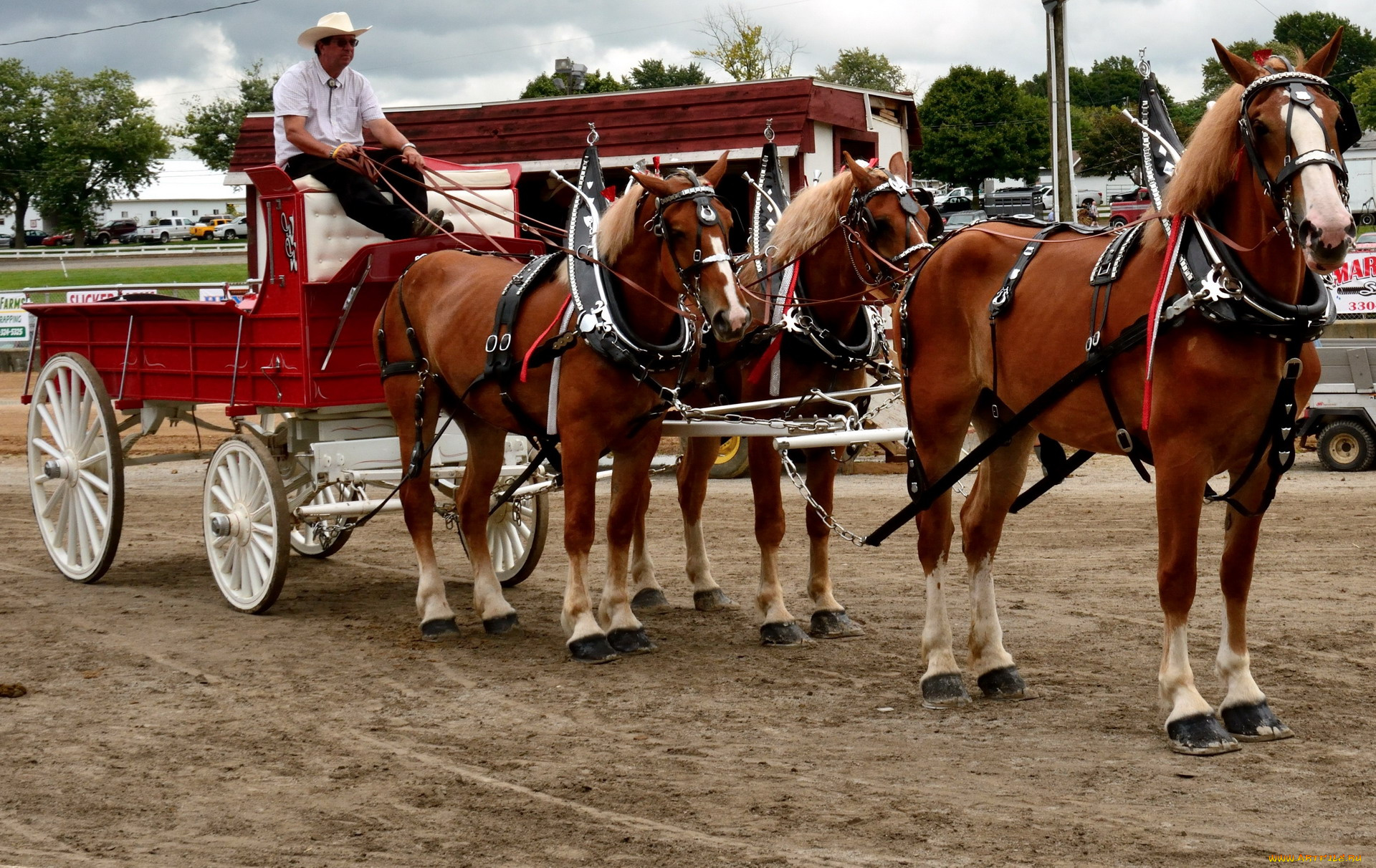 животные, лошади, тройка