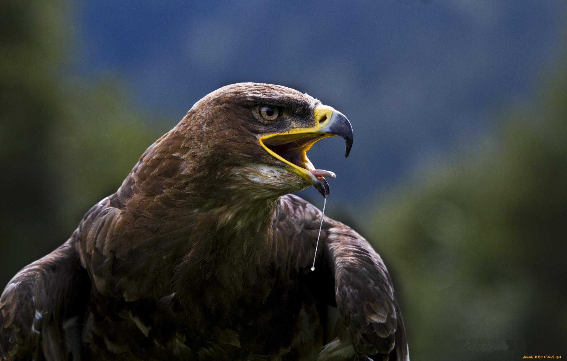 животные, птицы, -, хищники, орел, клюв
