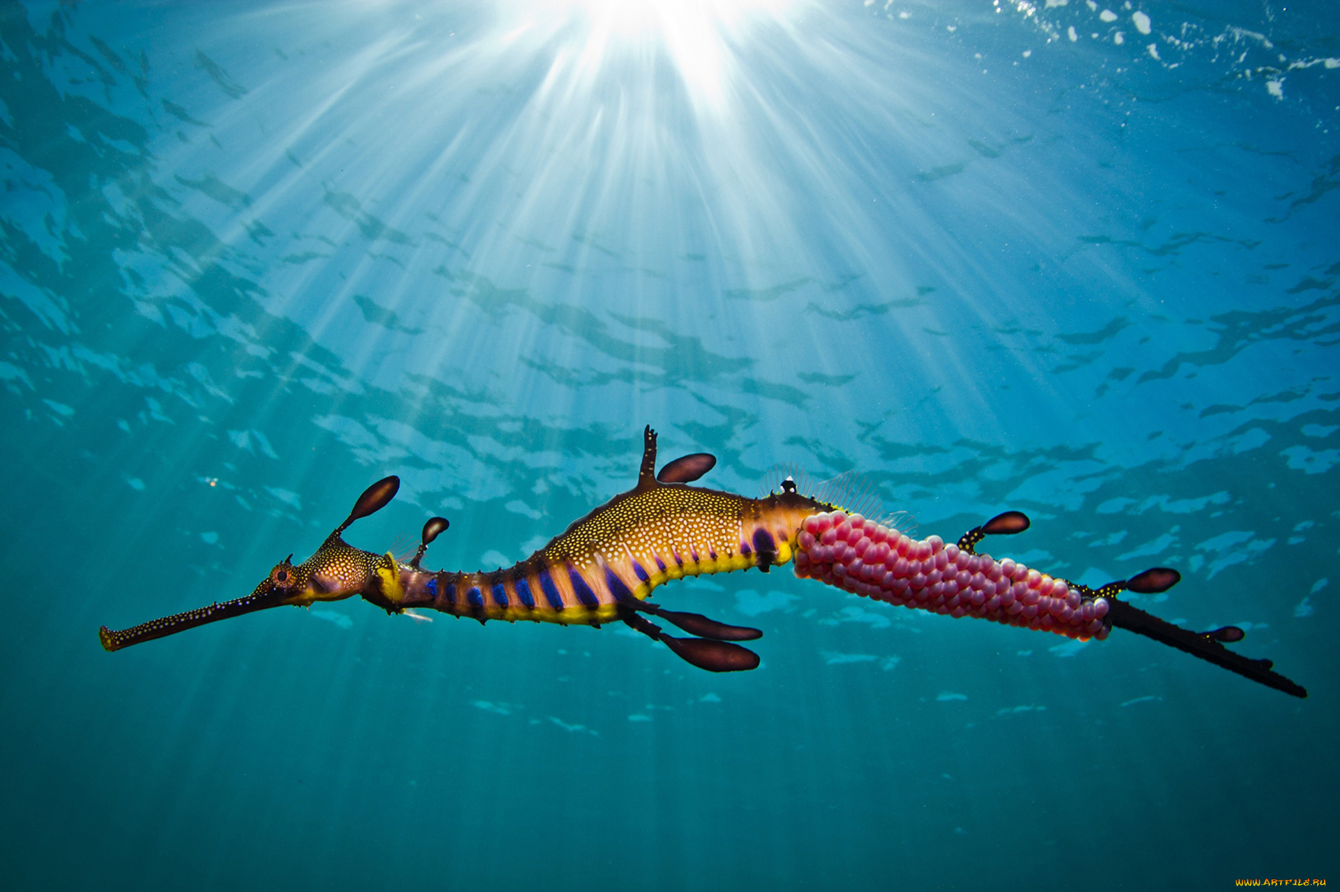 животные, рыбы, подводный, мир, море, конёк