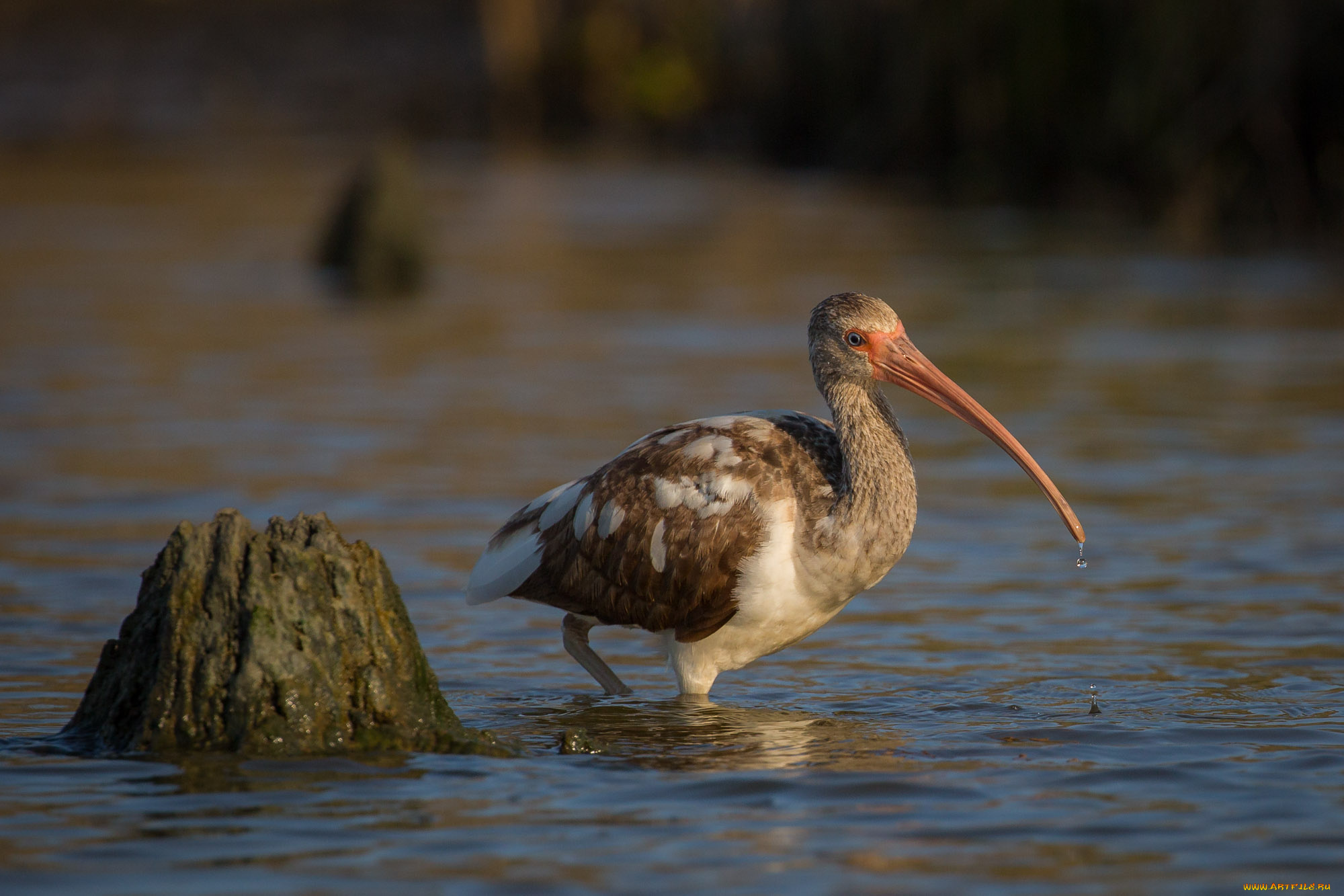 животные, ибисы, , колпицы, ибис