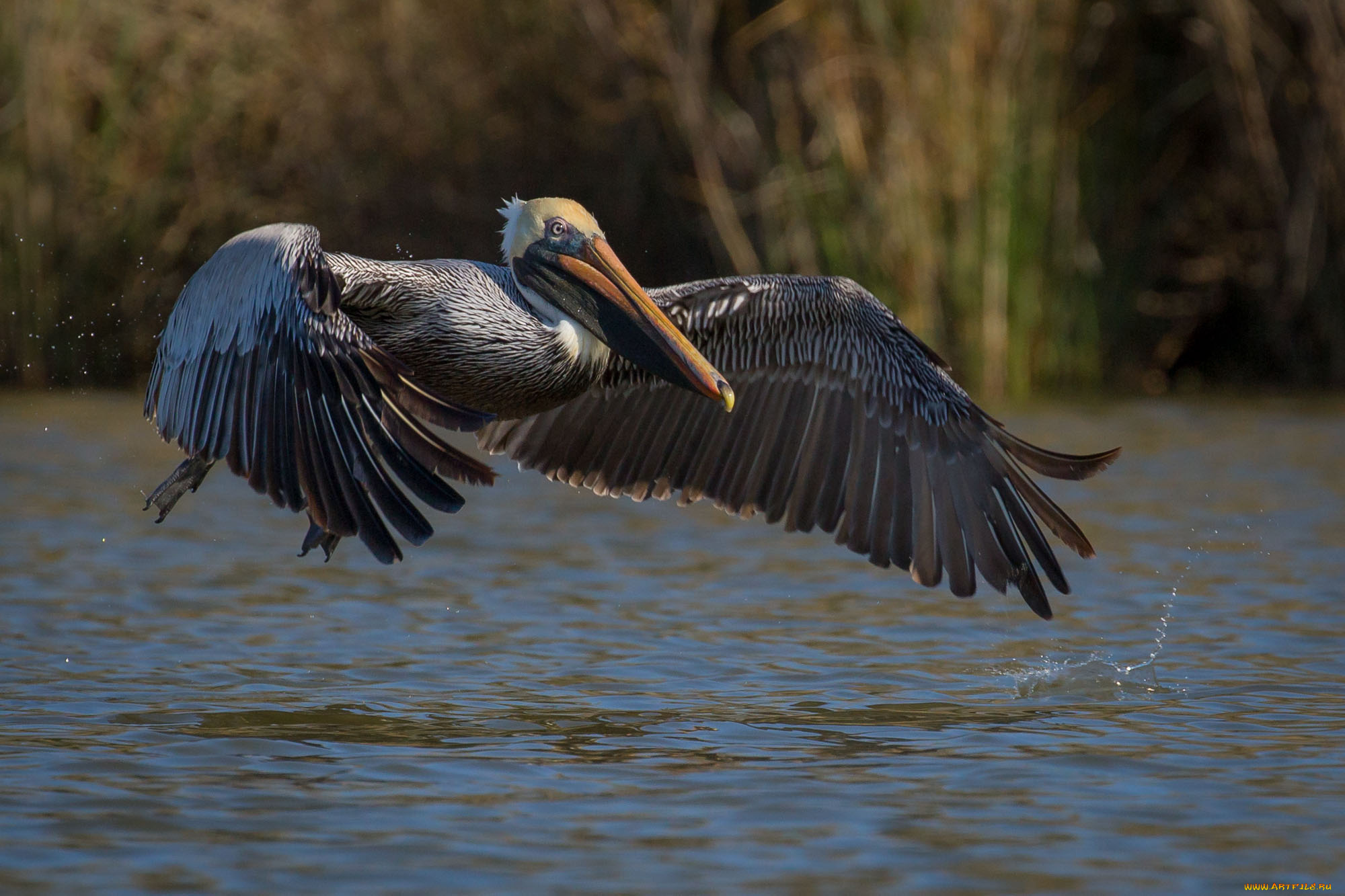 животные, пеликаны, пеликан