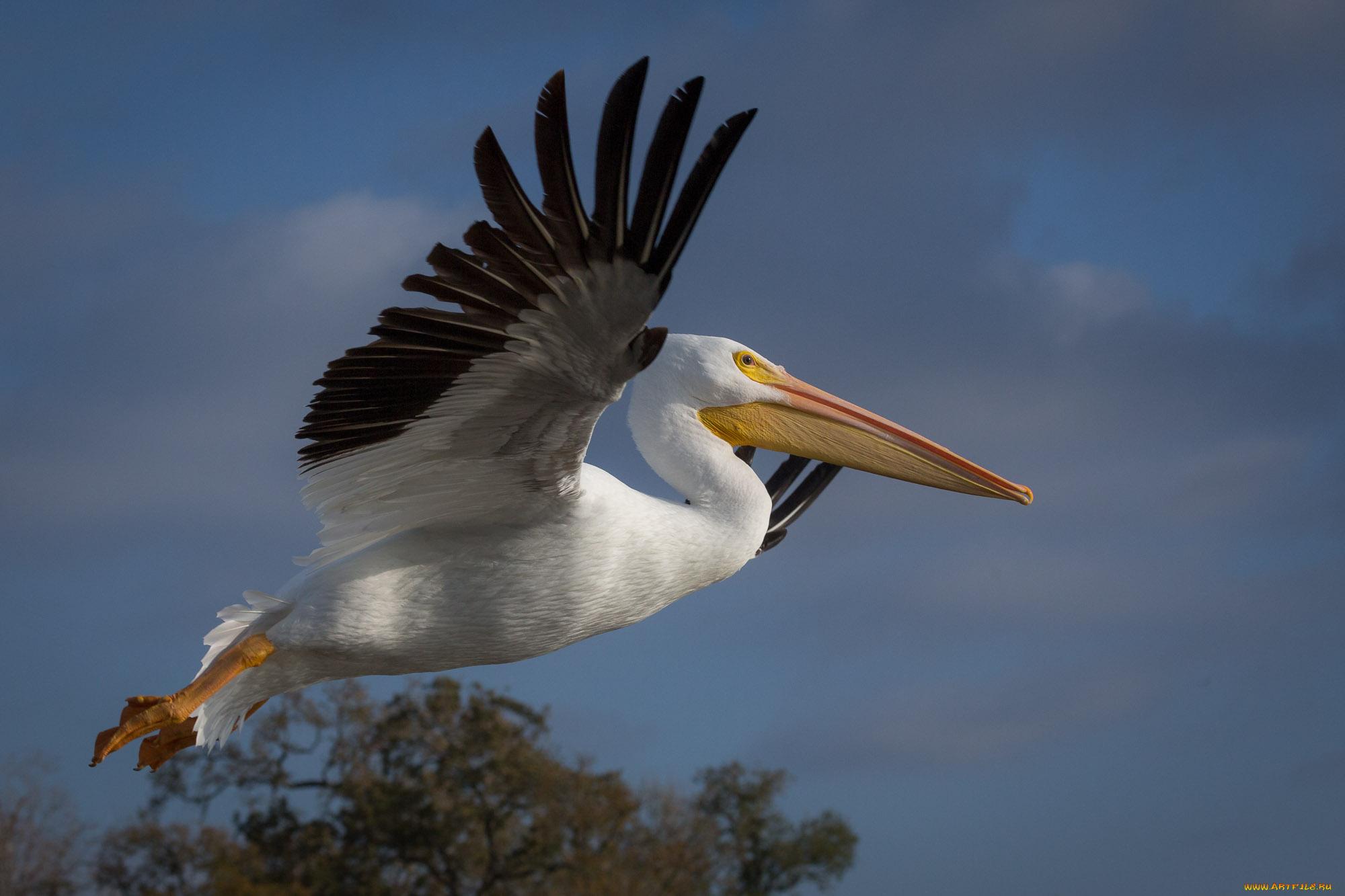 животные, пеликаны, пеликан