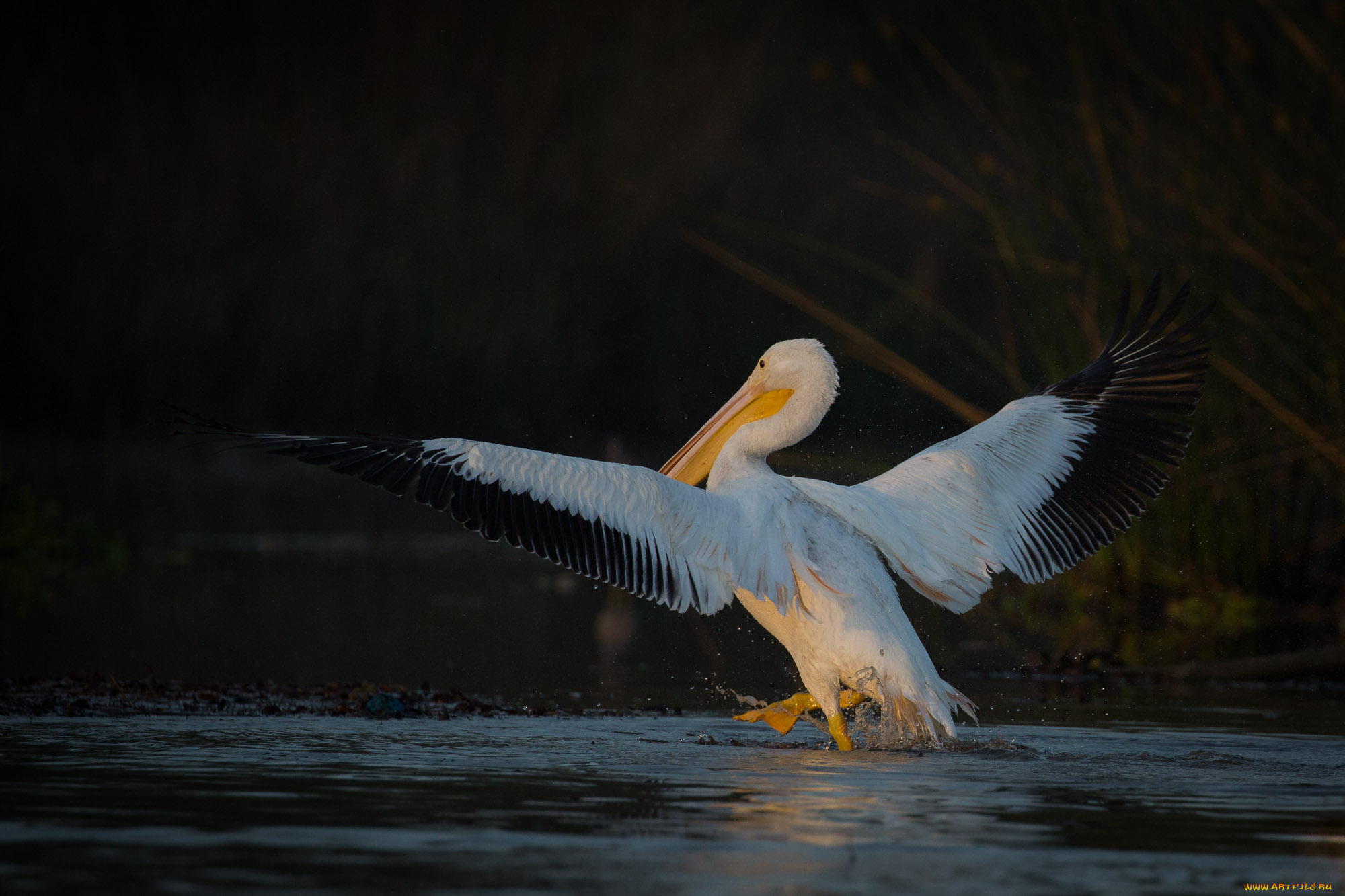 животные, пеликаны, пеликан