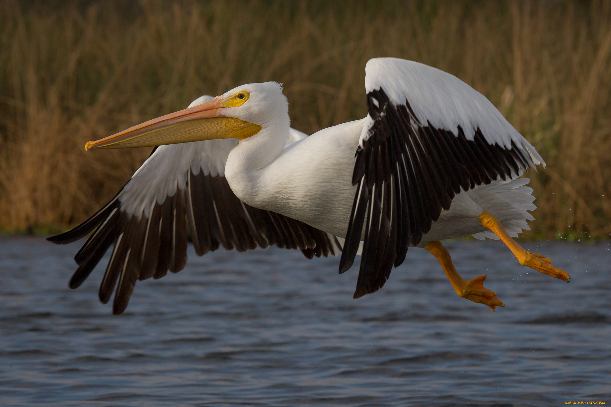животные, пеликаны, пеликан